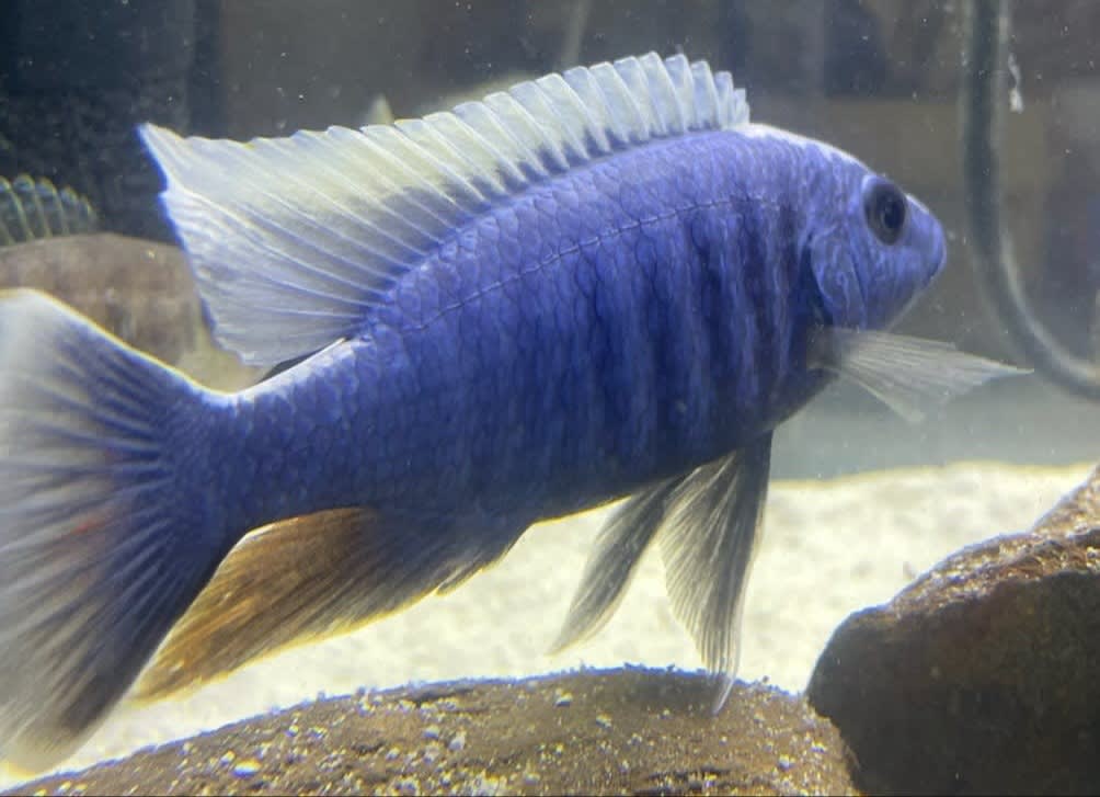 ICL Aquatics, LLC - Tropical Fish E-Commerce - Richmond