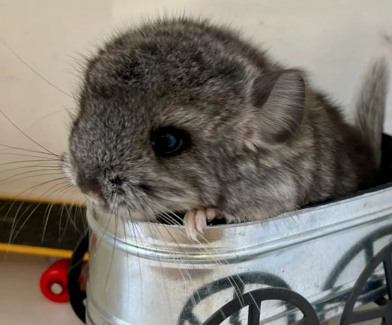 One of the Best Breeders of show and pet friendly Chinchillas in the  Orangevale area, image size:1303x1080