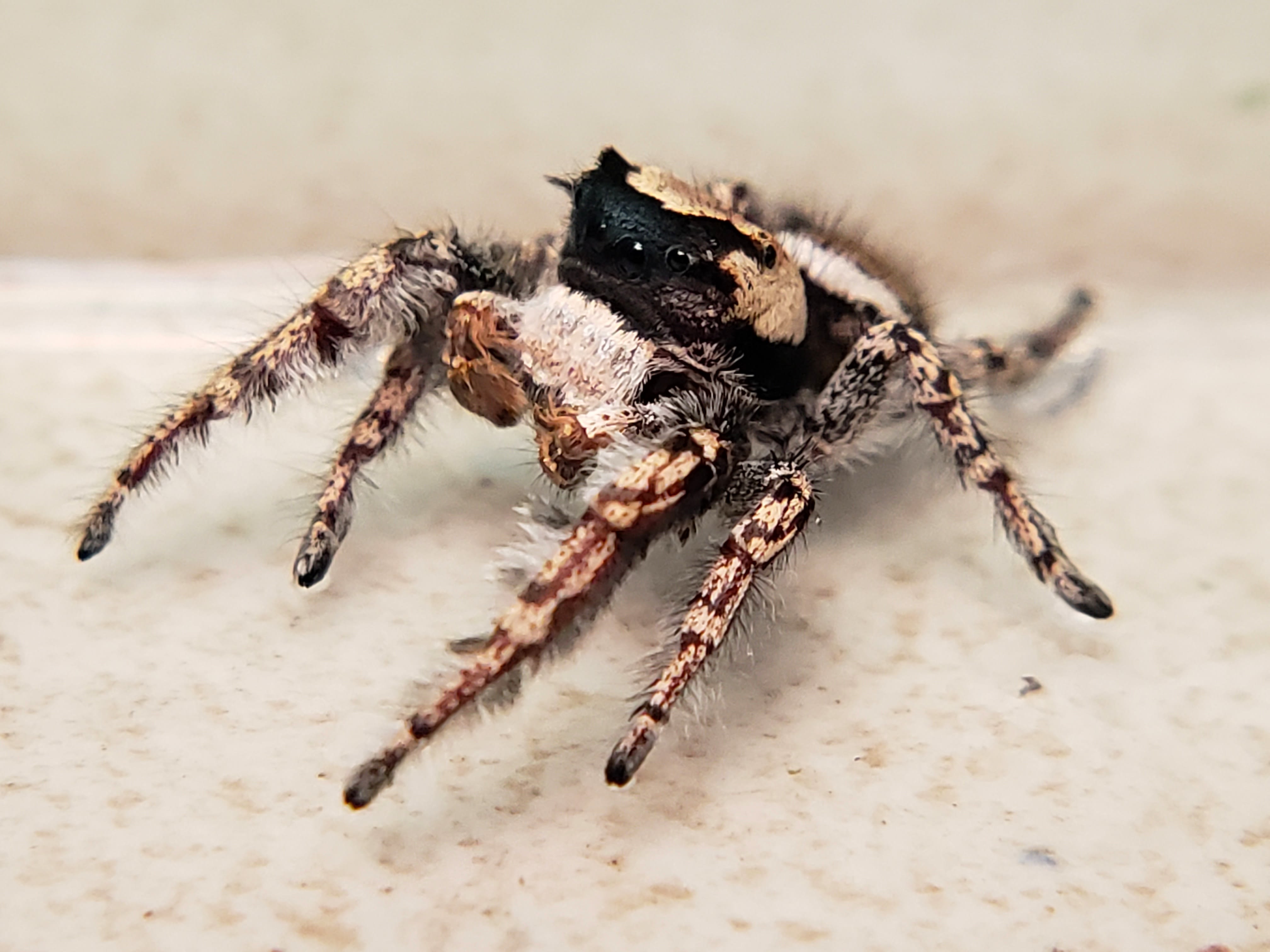 Carolina Jumping Spider - ( Phidippus carolinensis ) - Available ...