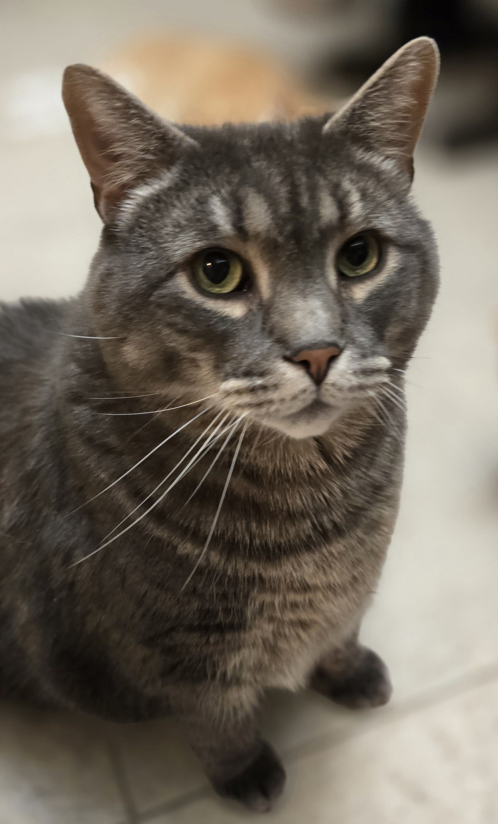 Section background image