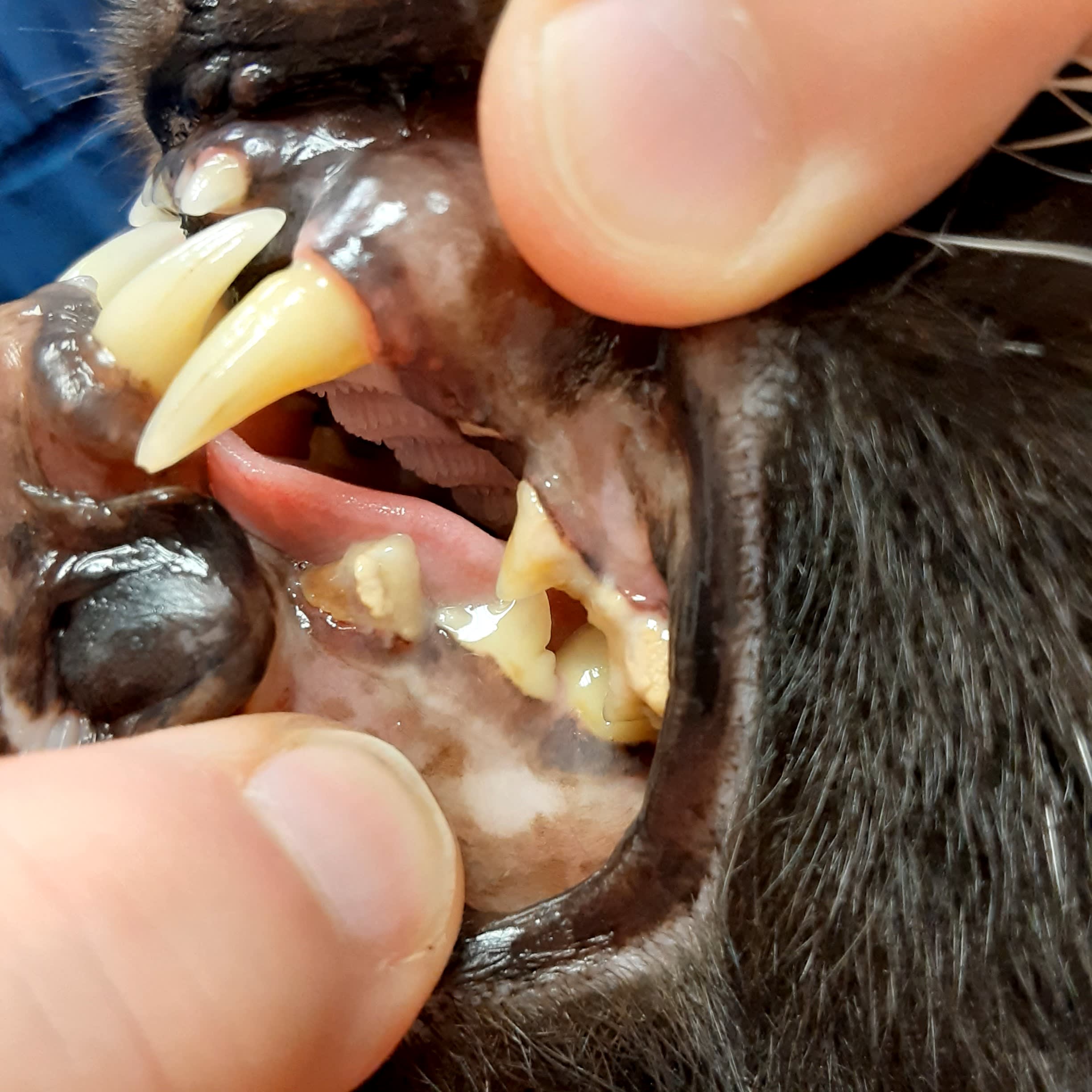 Section background image