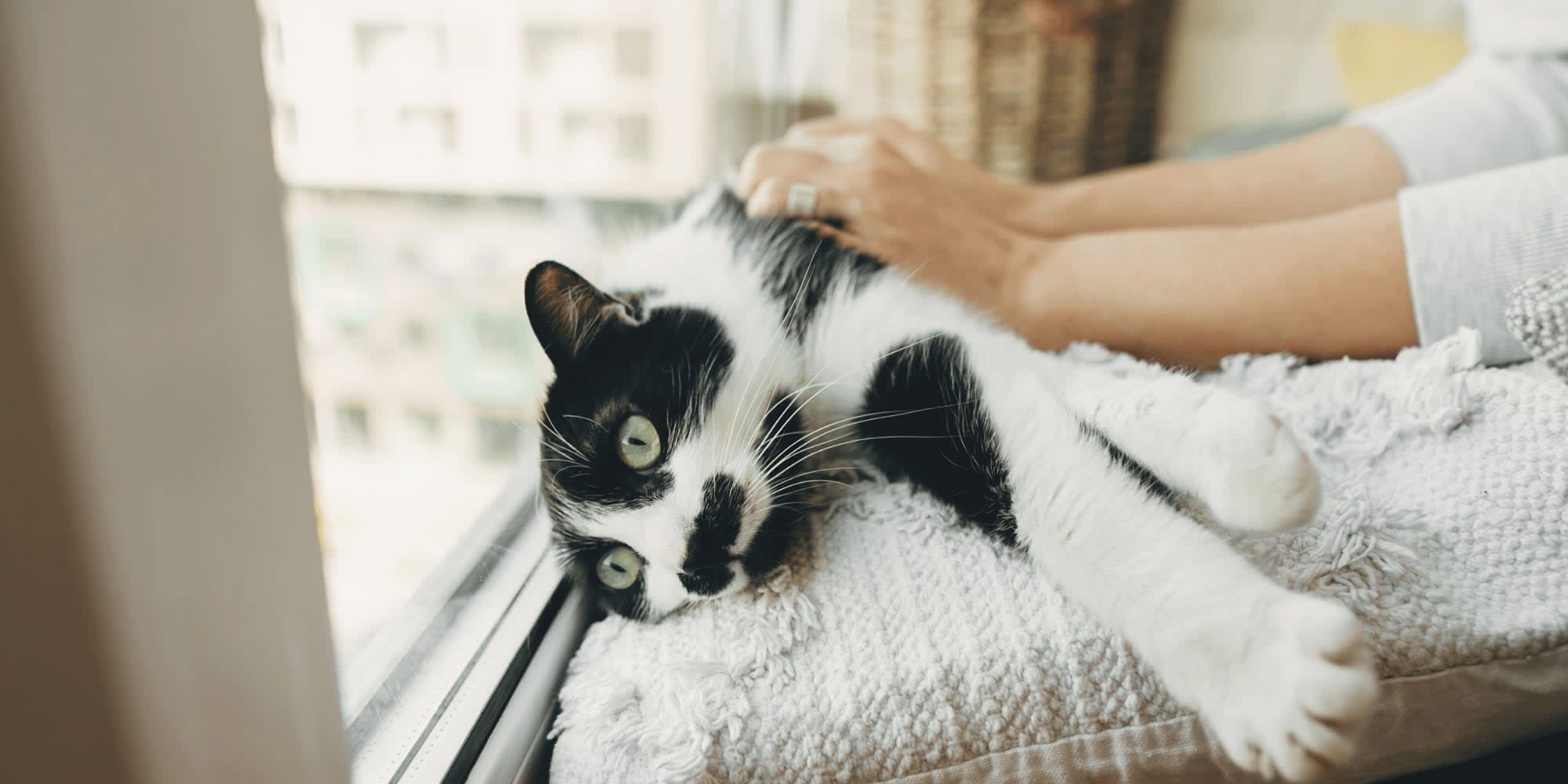 sitting services cat drop in visits