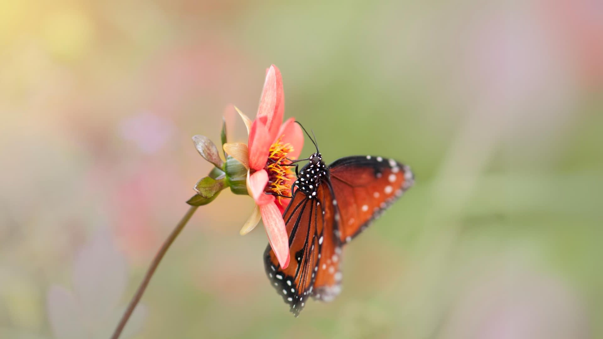 Within-U Integrative Psychiatry