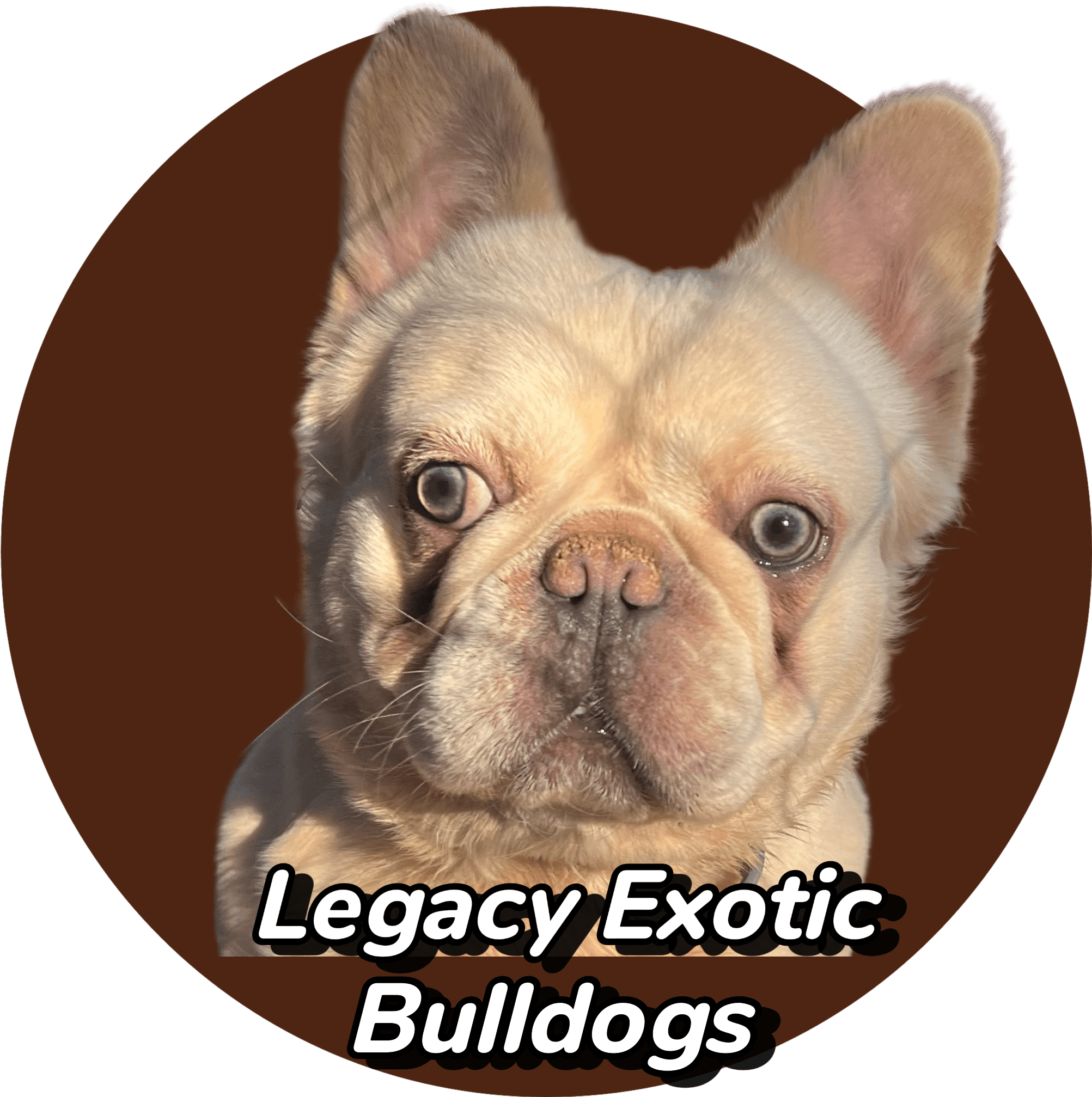 Legacy Exotic Bulldogs