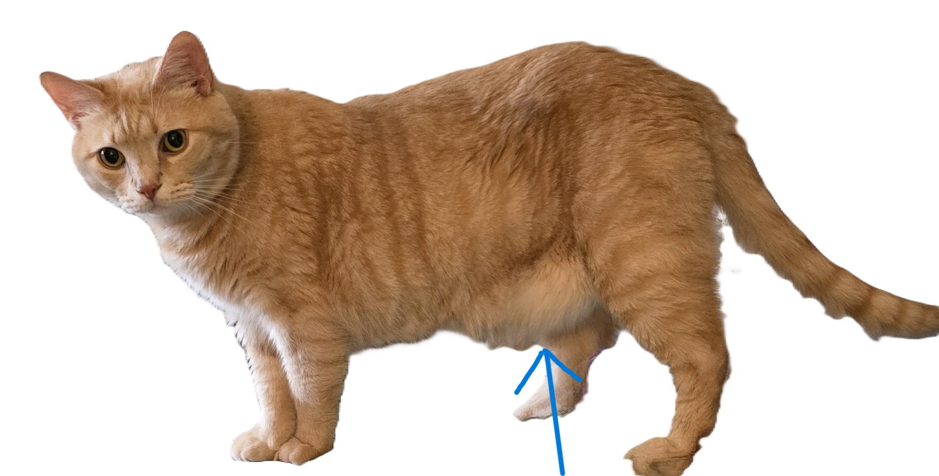 Section background image