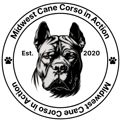 Midwest Cane Corso in Action