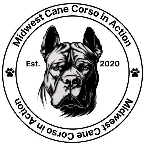 Midwest Cane Corso in Action