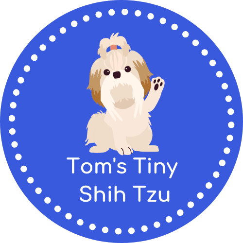 Tom's Tiny Shih Tzu