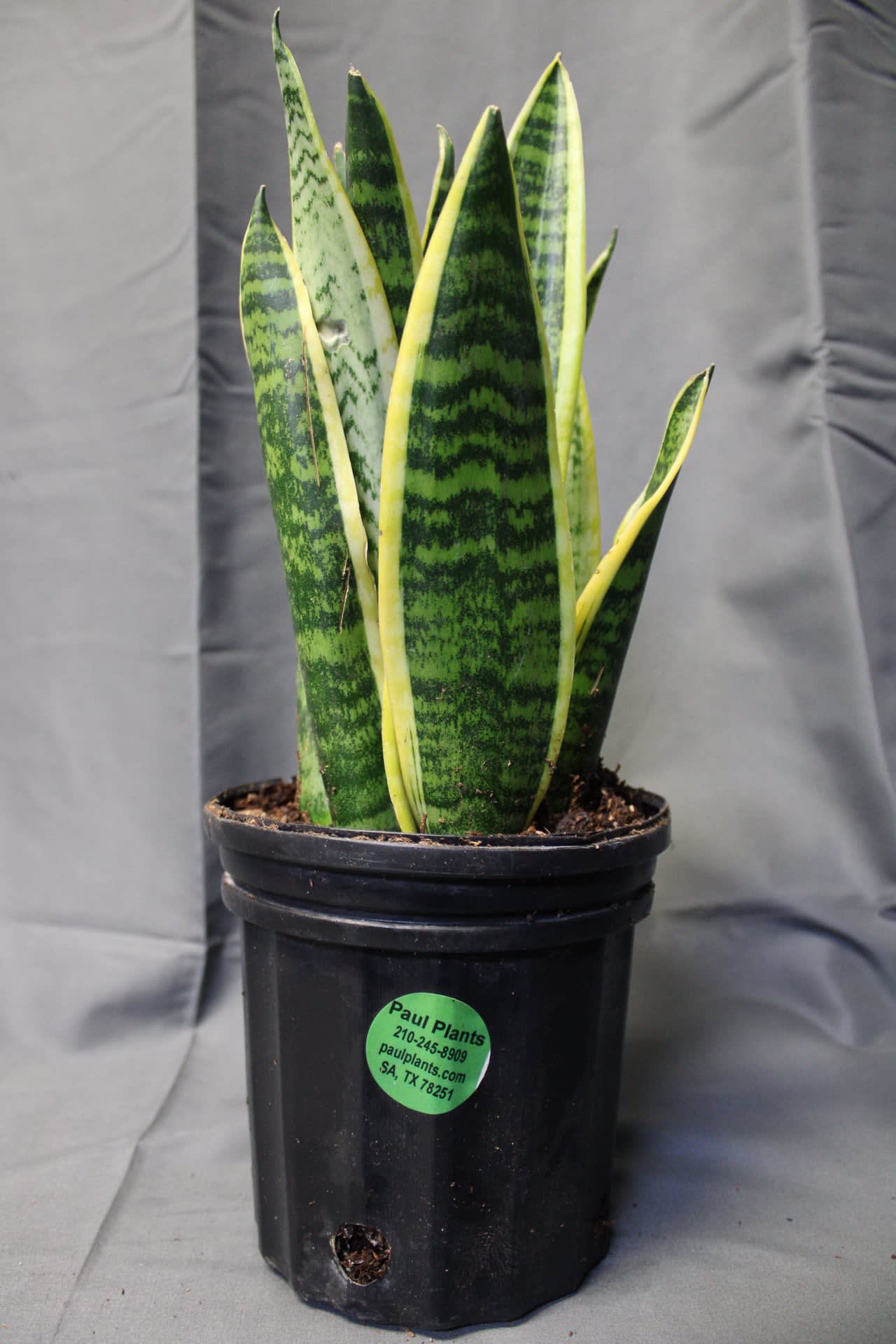 Snake Plant - Door Dash Plants Menu - Paul Plants | San Antonio Exterior &  Interior Plant Decoration