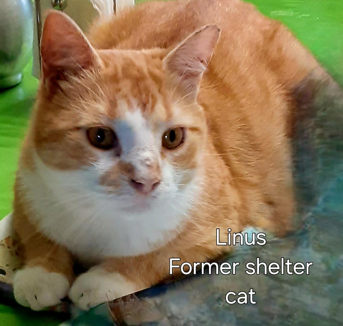 Section background image