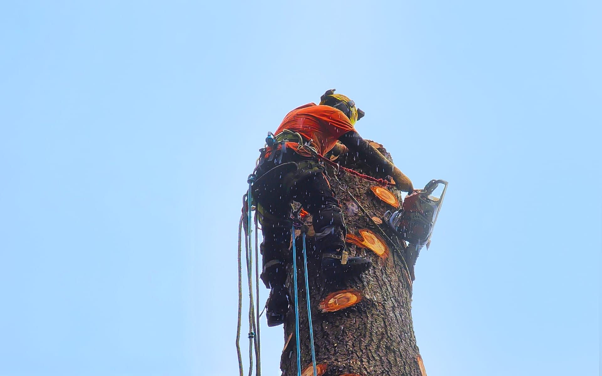 AJ's Tree Experts, LLC work site