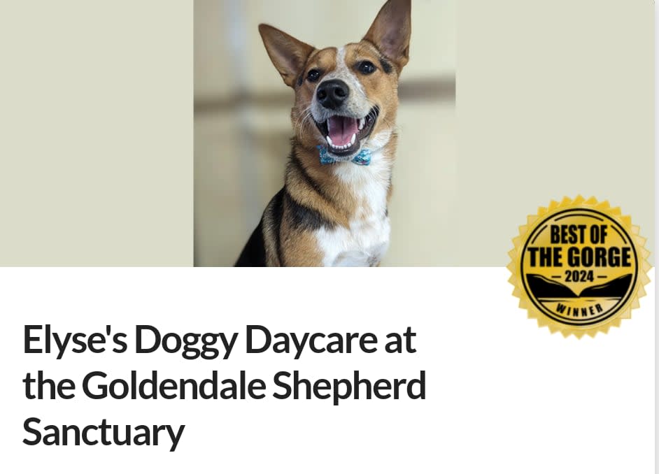 Dog Grooming Best Puppy Daycare Pet Daycare Kathy Pampered Paws