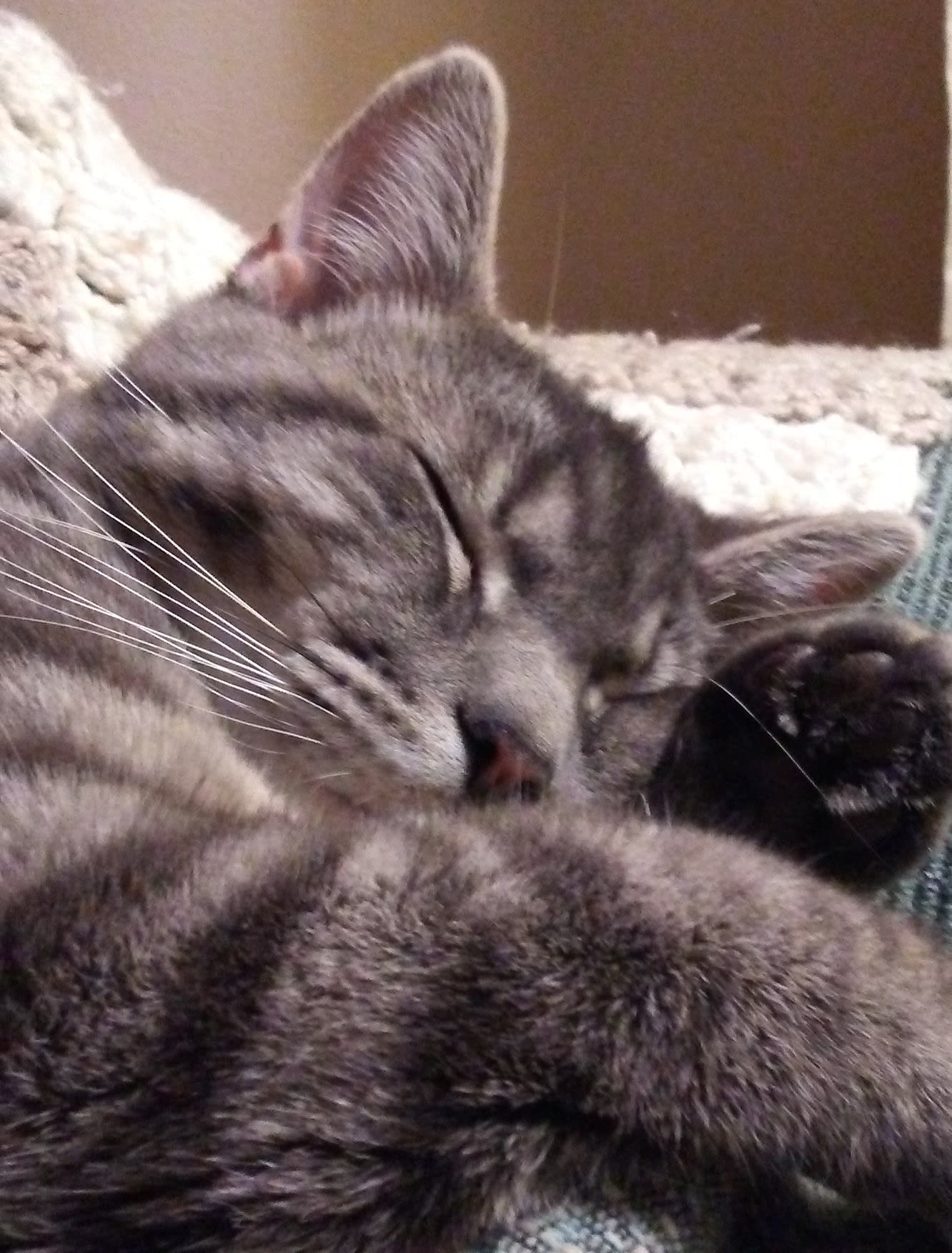 Section background image