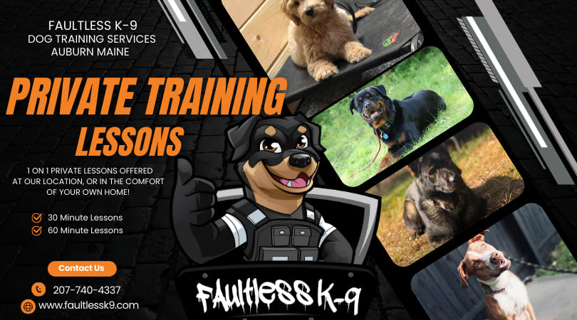 Dog Boarding One To One Dog Training Near Me Dog Boarding K9