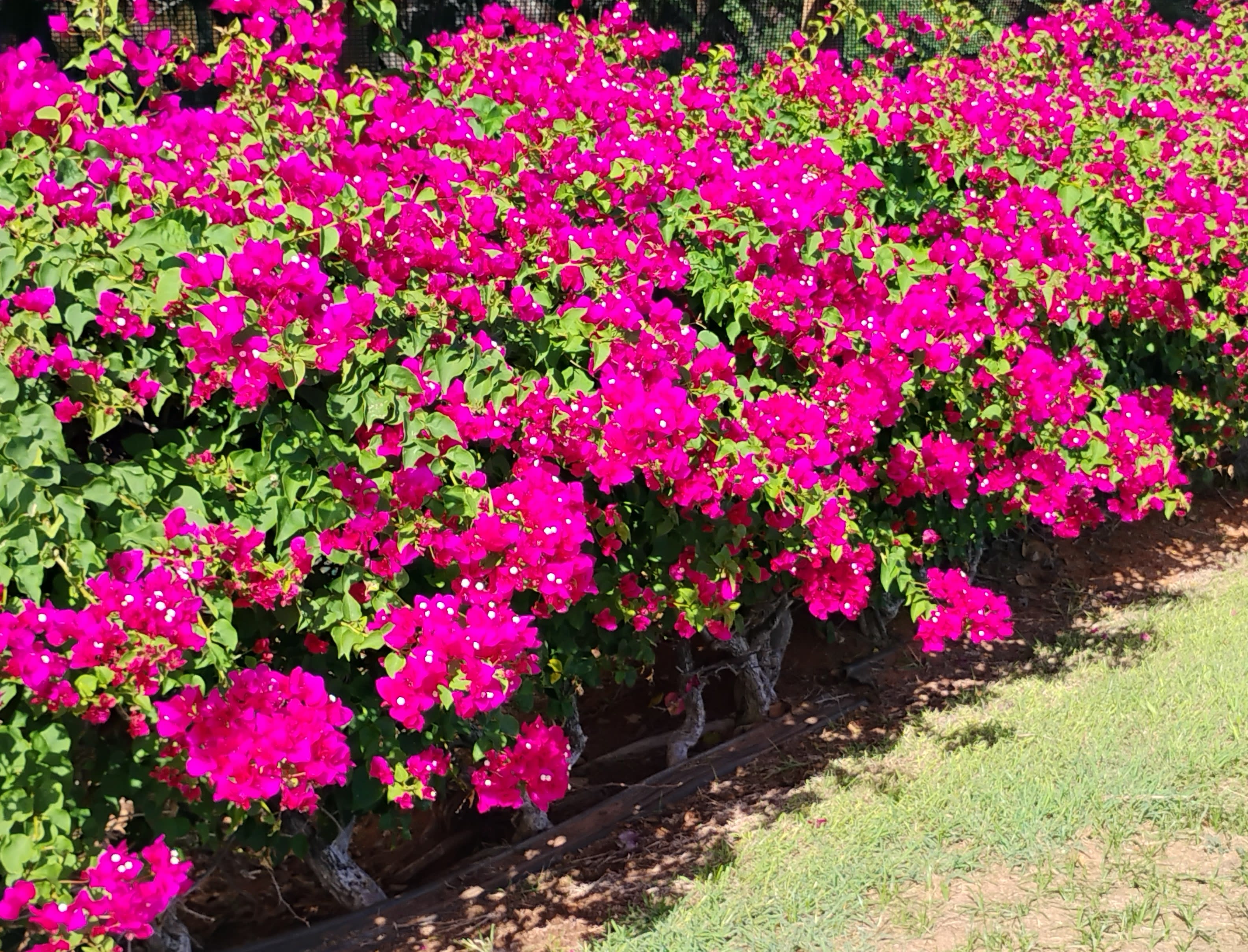 Why Are Maui Car Rentals So Expensive For Christmas 2024