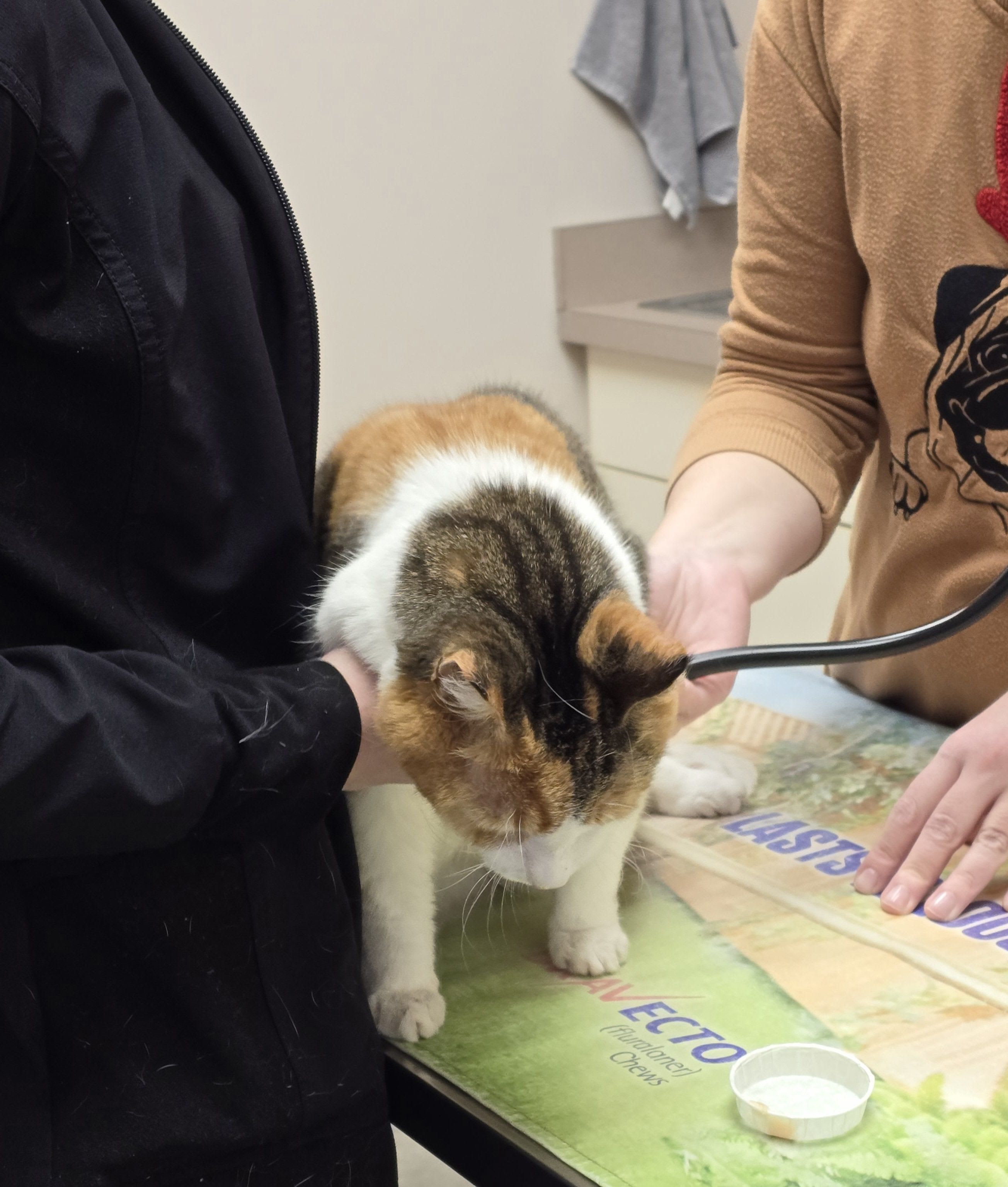 Section background image