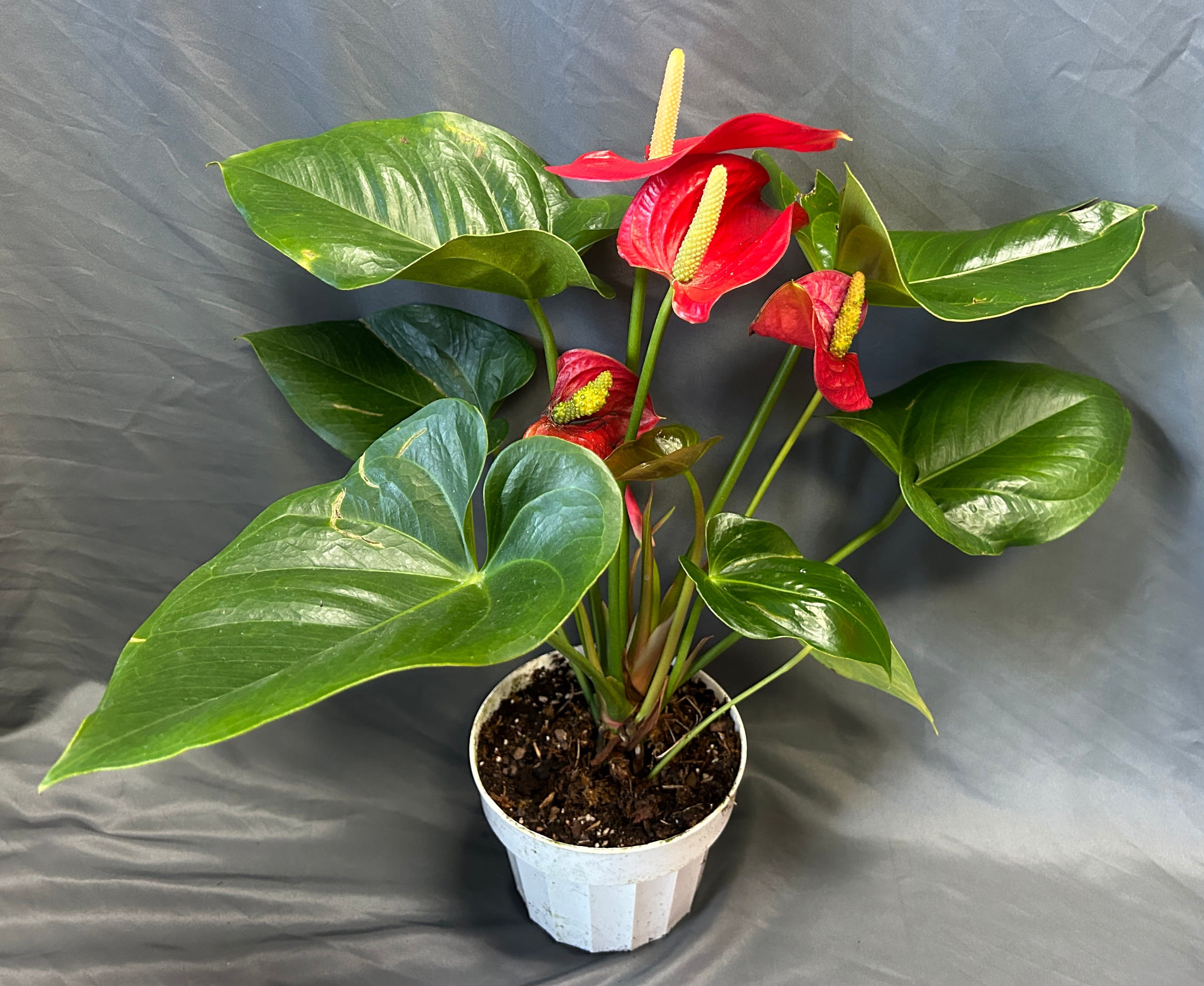 Snake Plant - Door Dash Plants Menu - Paul Plants | San Antonio Exterior &  Interior Plant Decoration