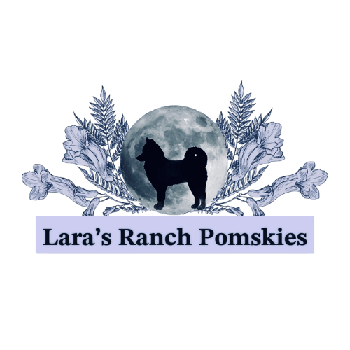 Lara’s Ranch Pomskies