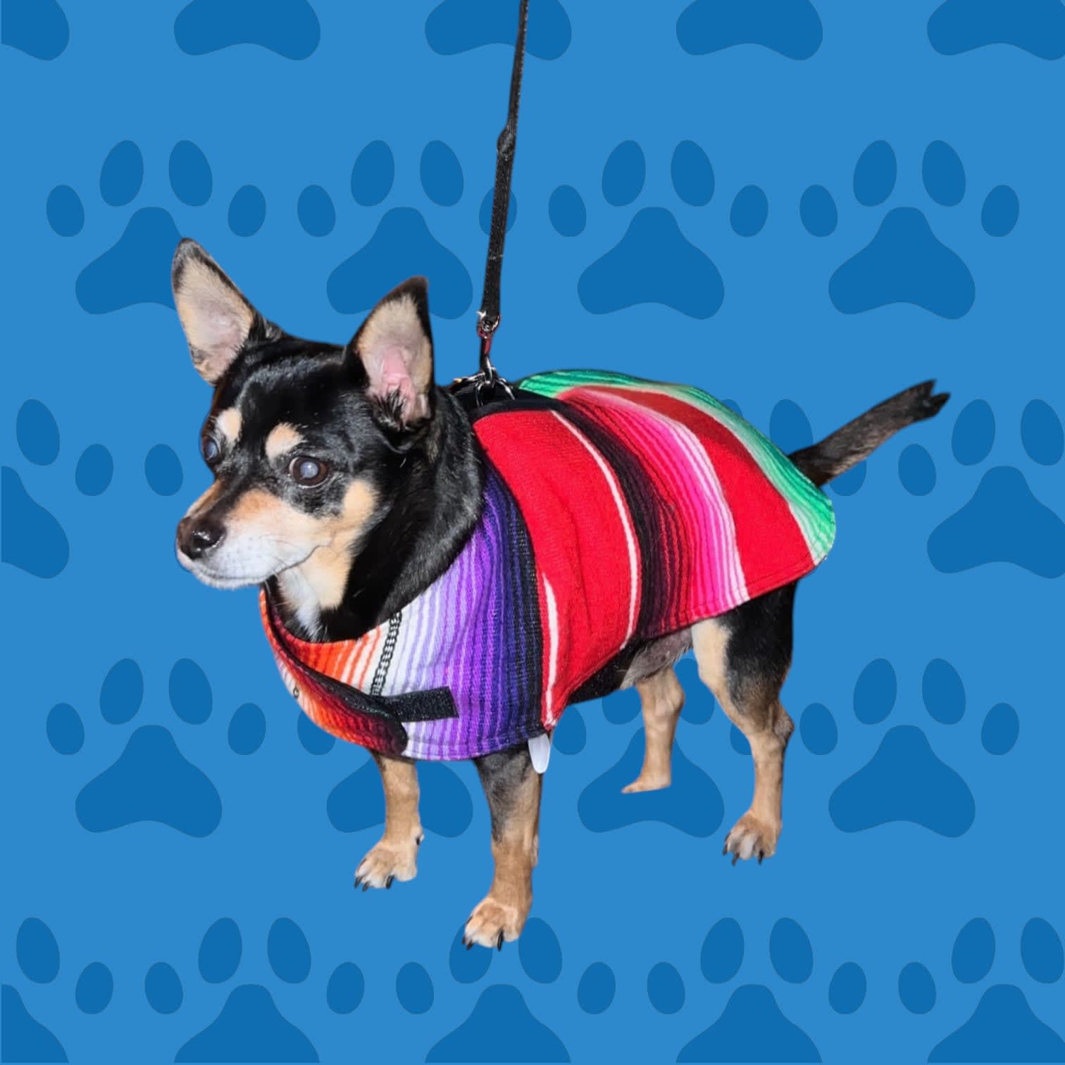 Pet Ponchos XXS ‎Pet Clothing Doggy Dans Mexican Inspired
