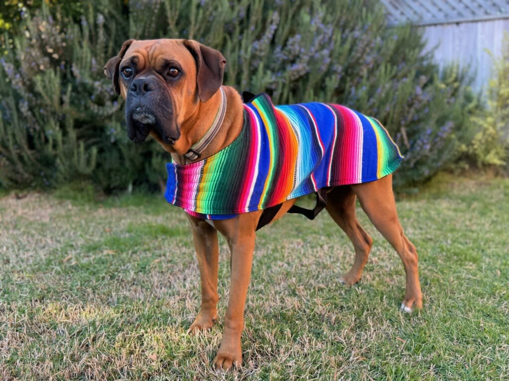 Pet Poncho XL ‎Pet Clothing Doggy Dans Mexican Inspired Dog