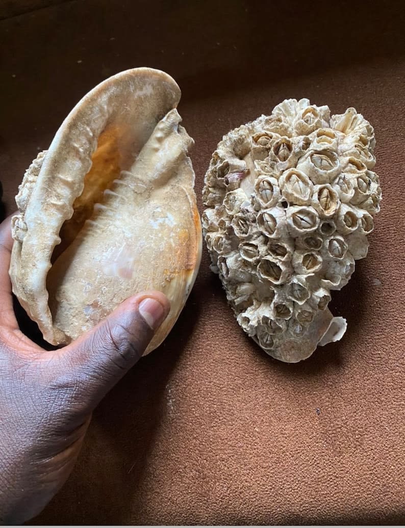 Native Aje Shells - Orisa Items & Herbal Supplies - African Spiritual ...