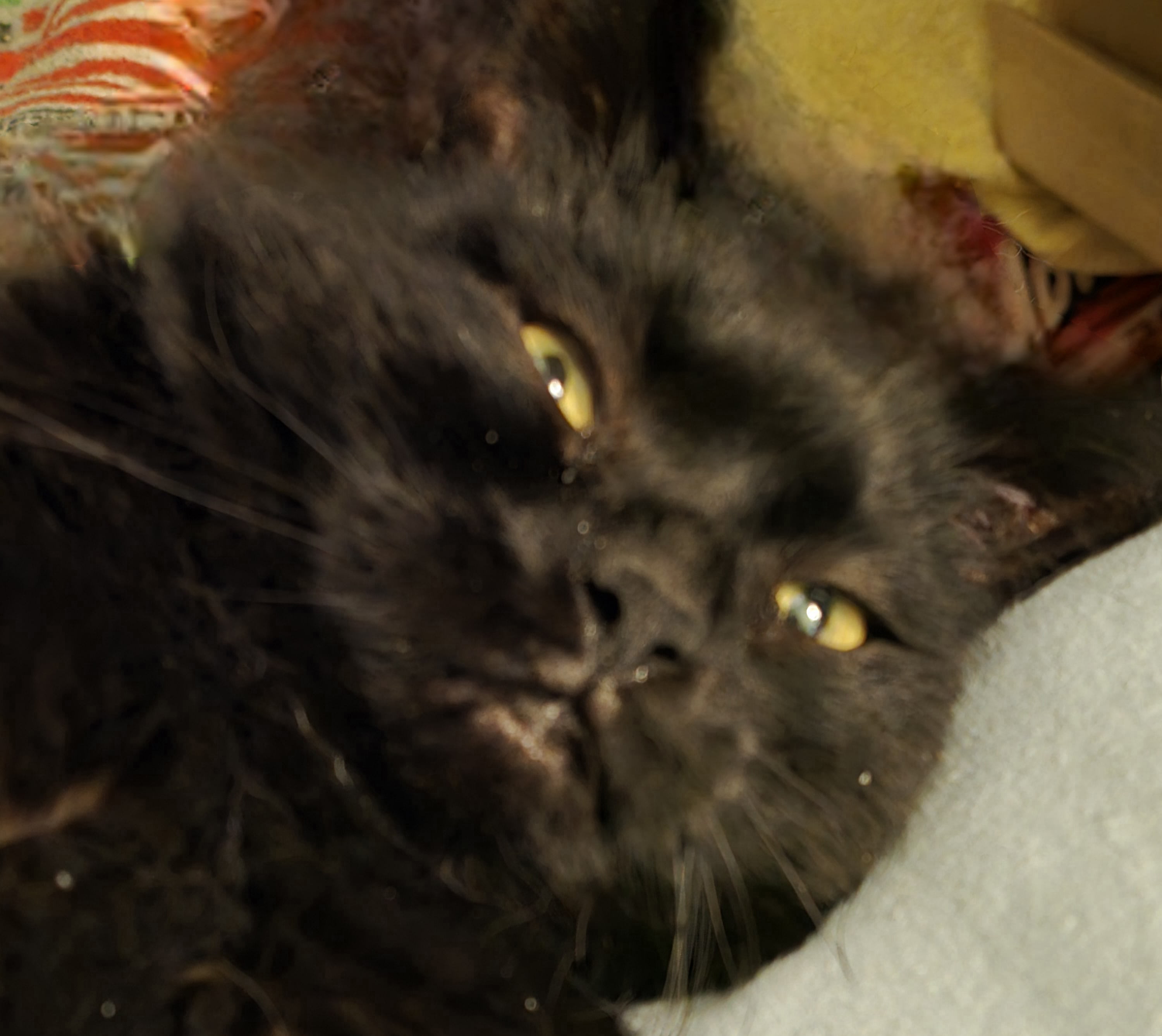 Section background image