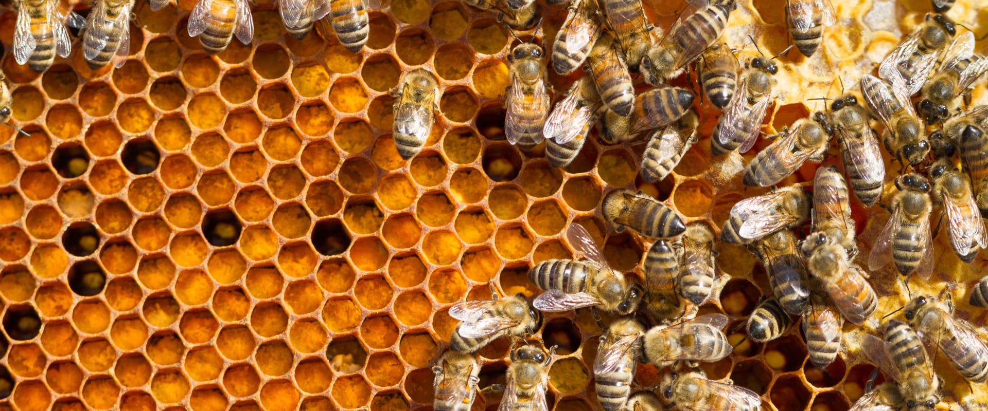 CHESTER HONEY FARMS,LLC photo