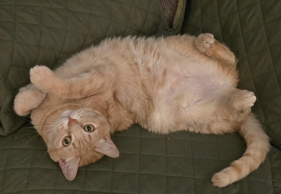 Section background image