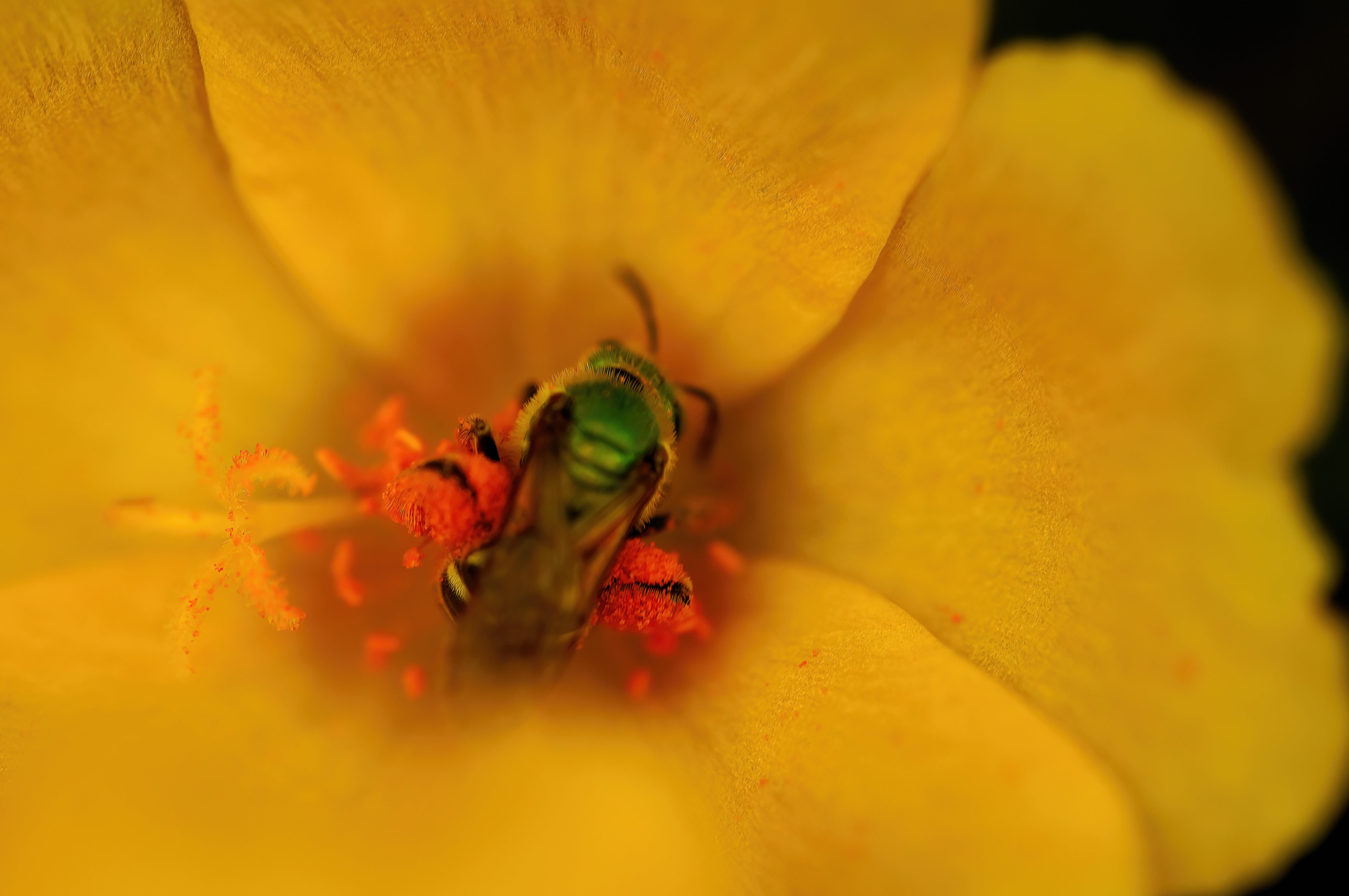 Yellow Green Insect - Photography - DDP Photographer Kansas City ...