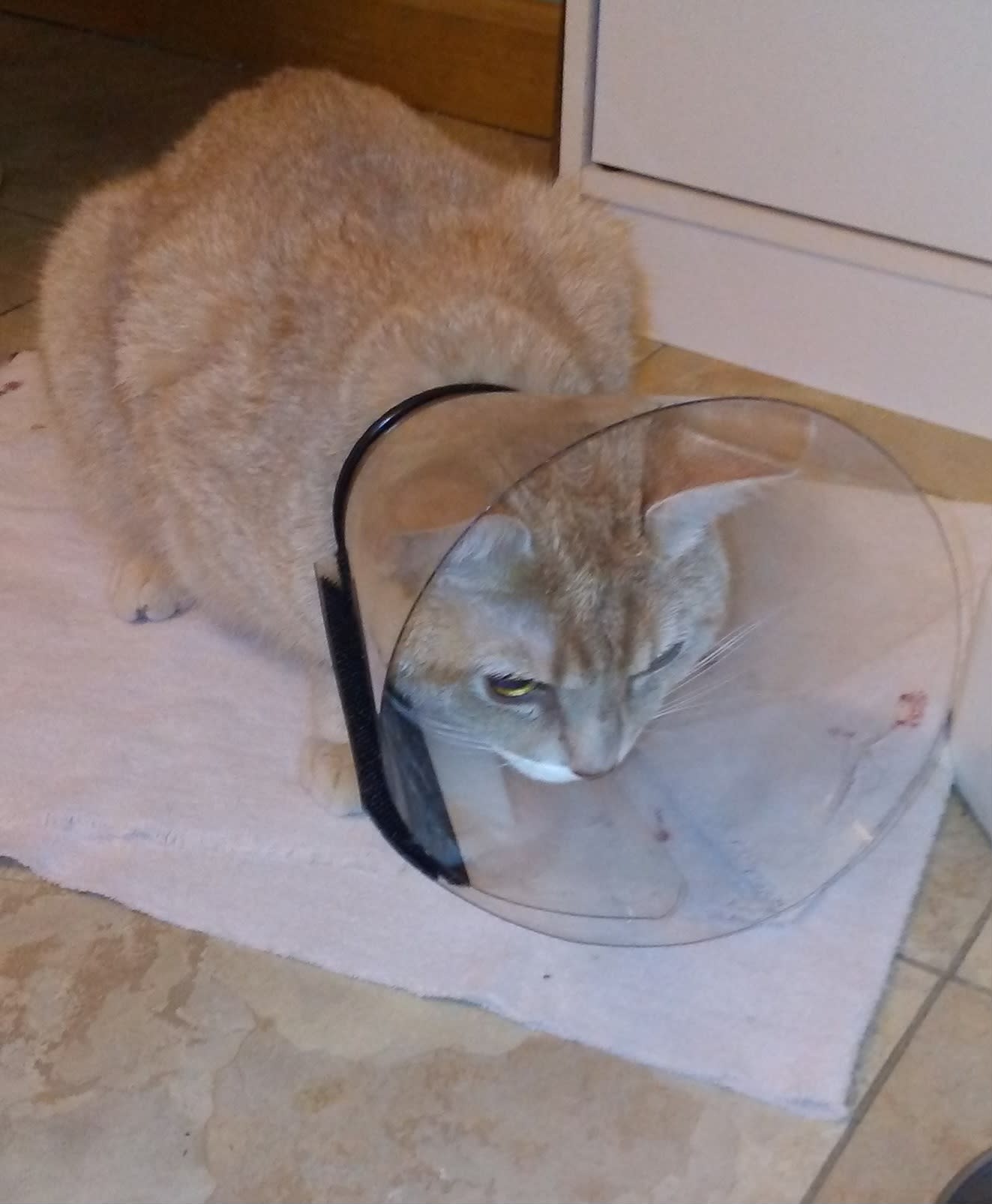 The Cone of Shame