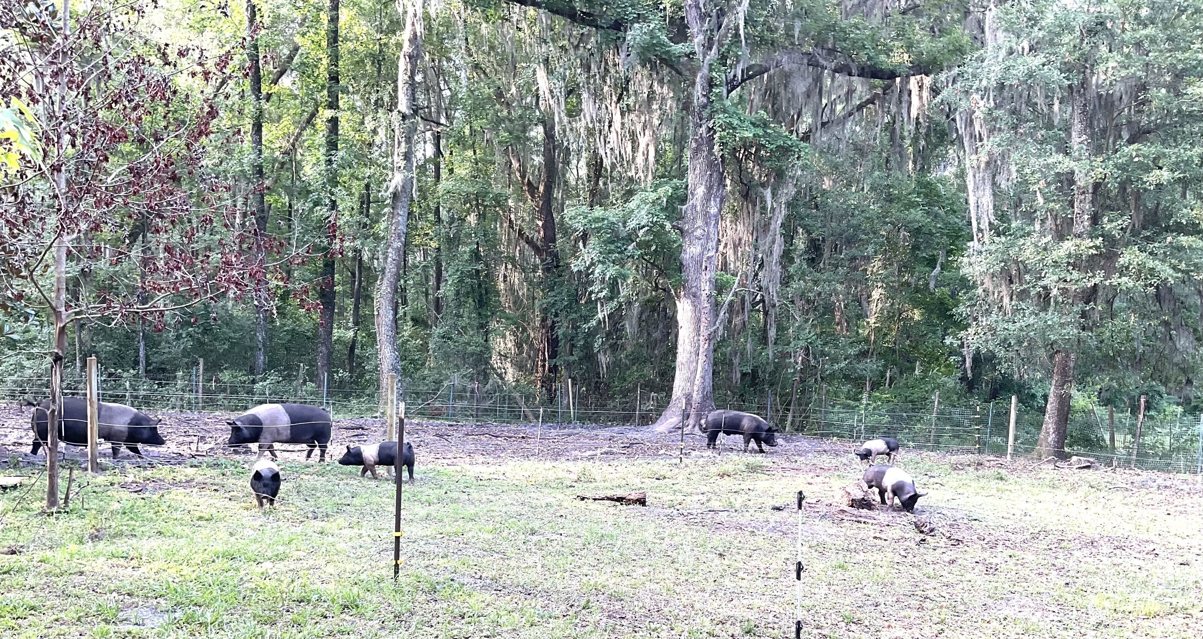 Seven Oaks Coastal Farm photo