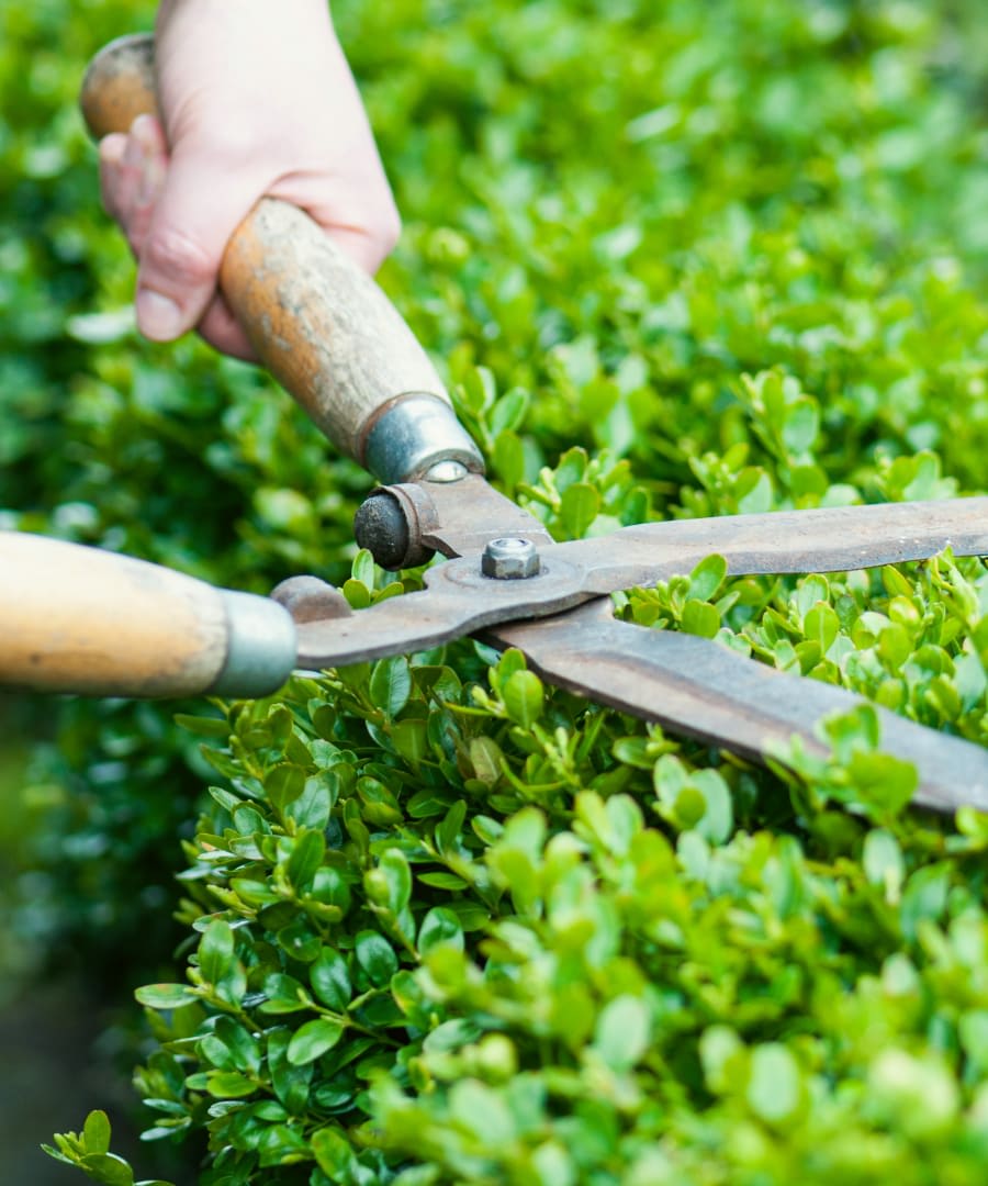 Shrub & Hedge Trimming - Lawn & Landscape Maintenance - Walk By Faith ...
