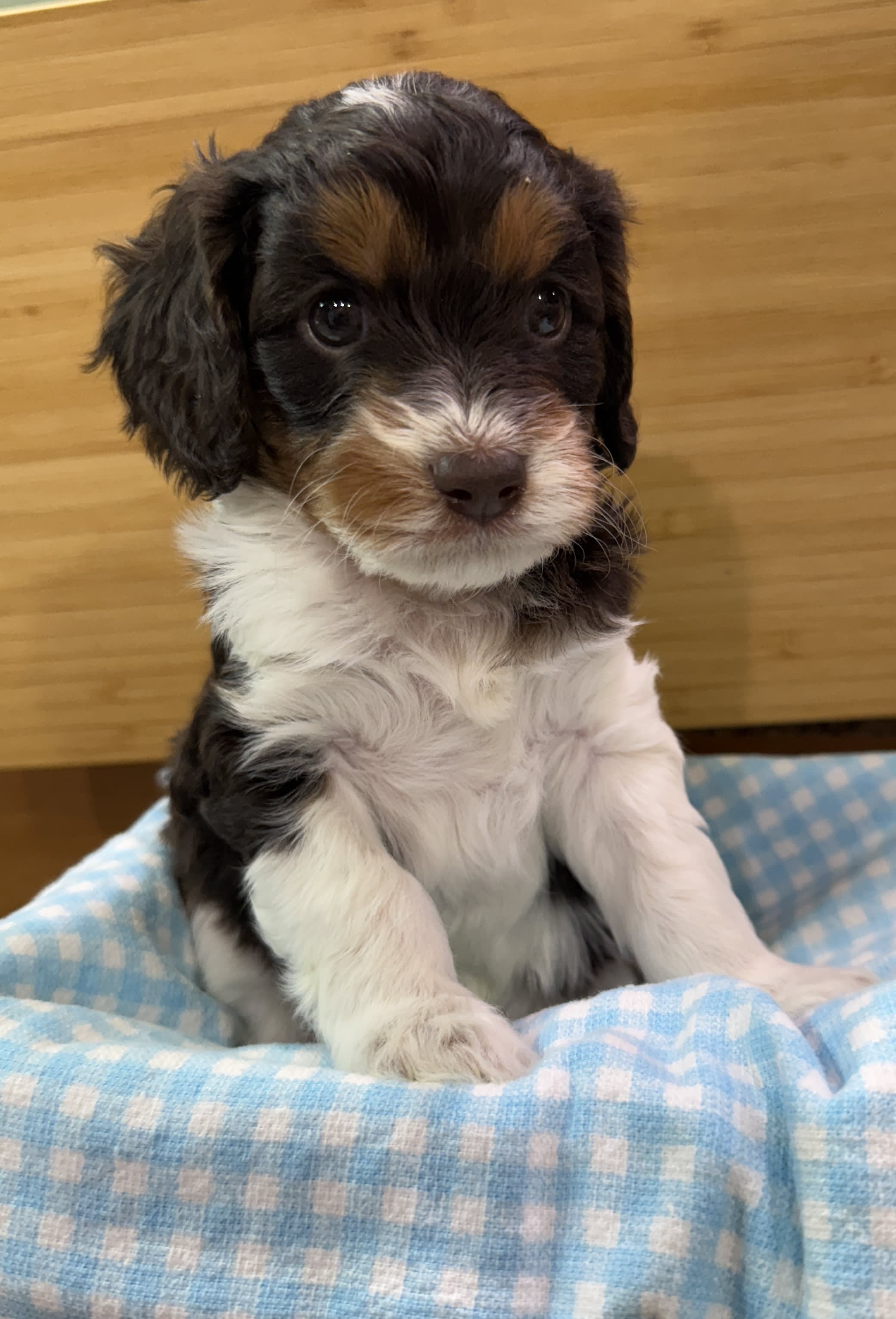 Cookie - Past Cavapoo Puppies - Beagles and Beyond, LLC | Pet Breeder ...