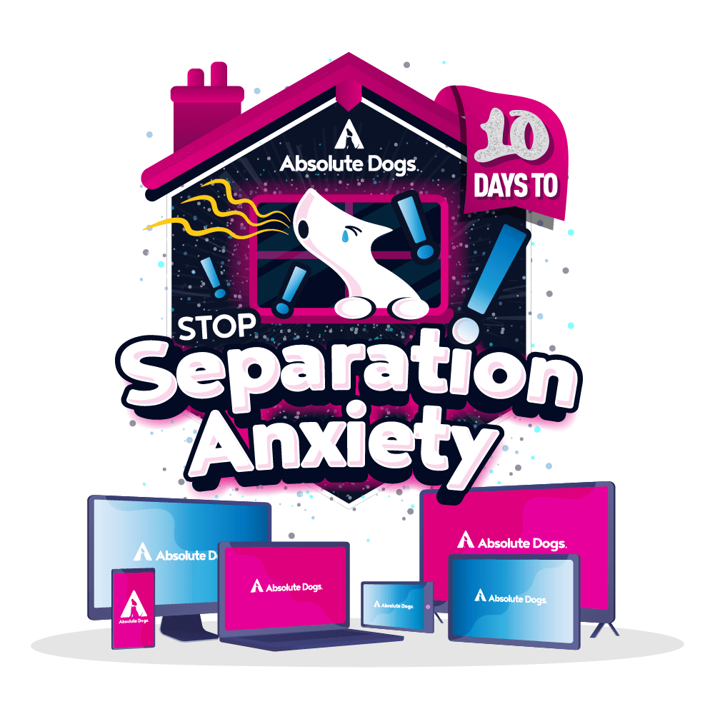 Picture of 10 Days to Stop Separation Anxiety - Online Courses - Canine Concept ...