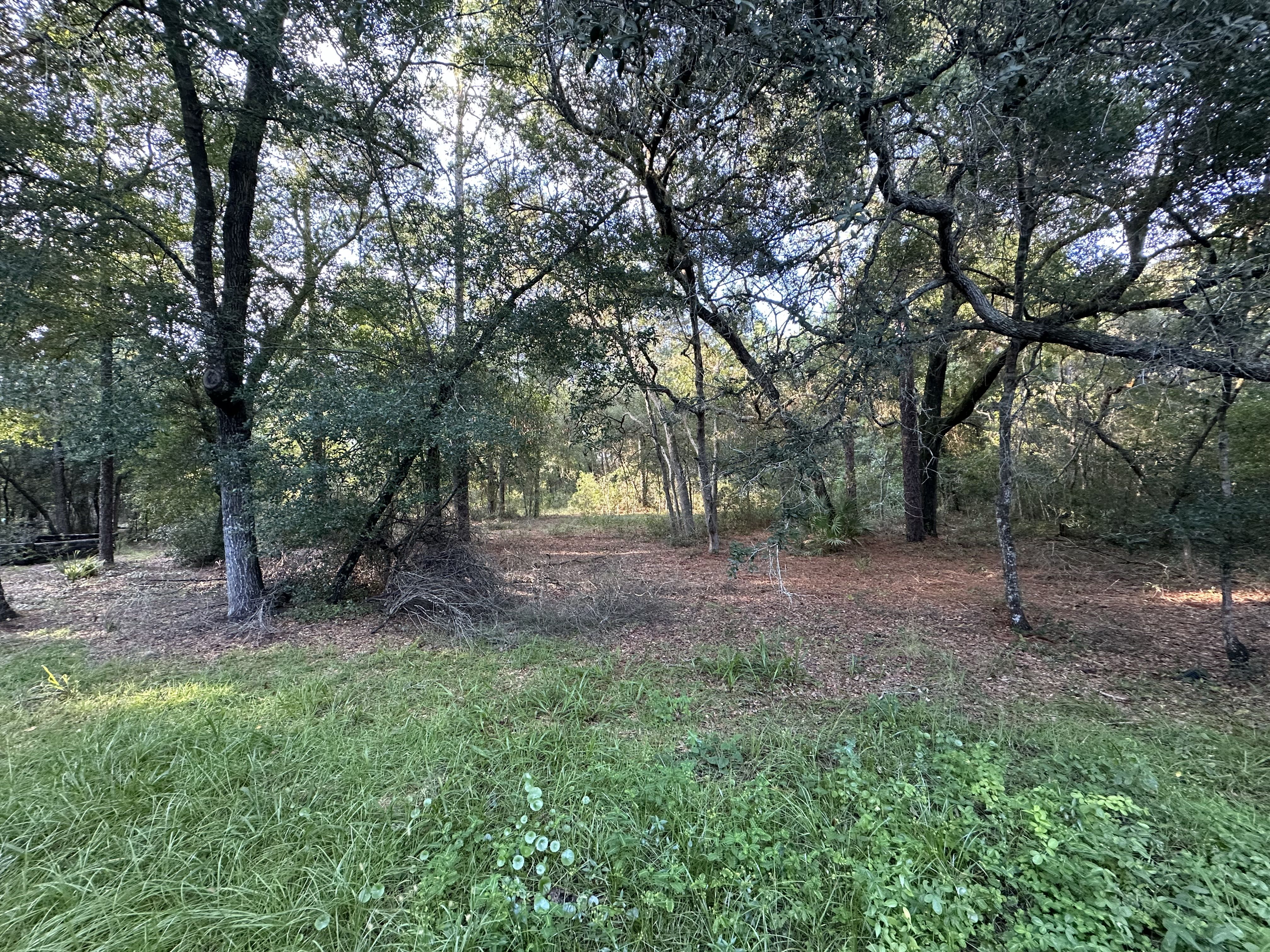 Starlight ALF at DeLand