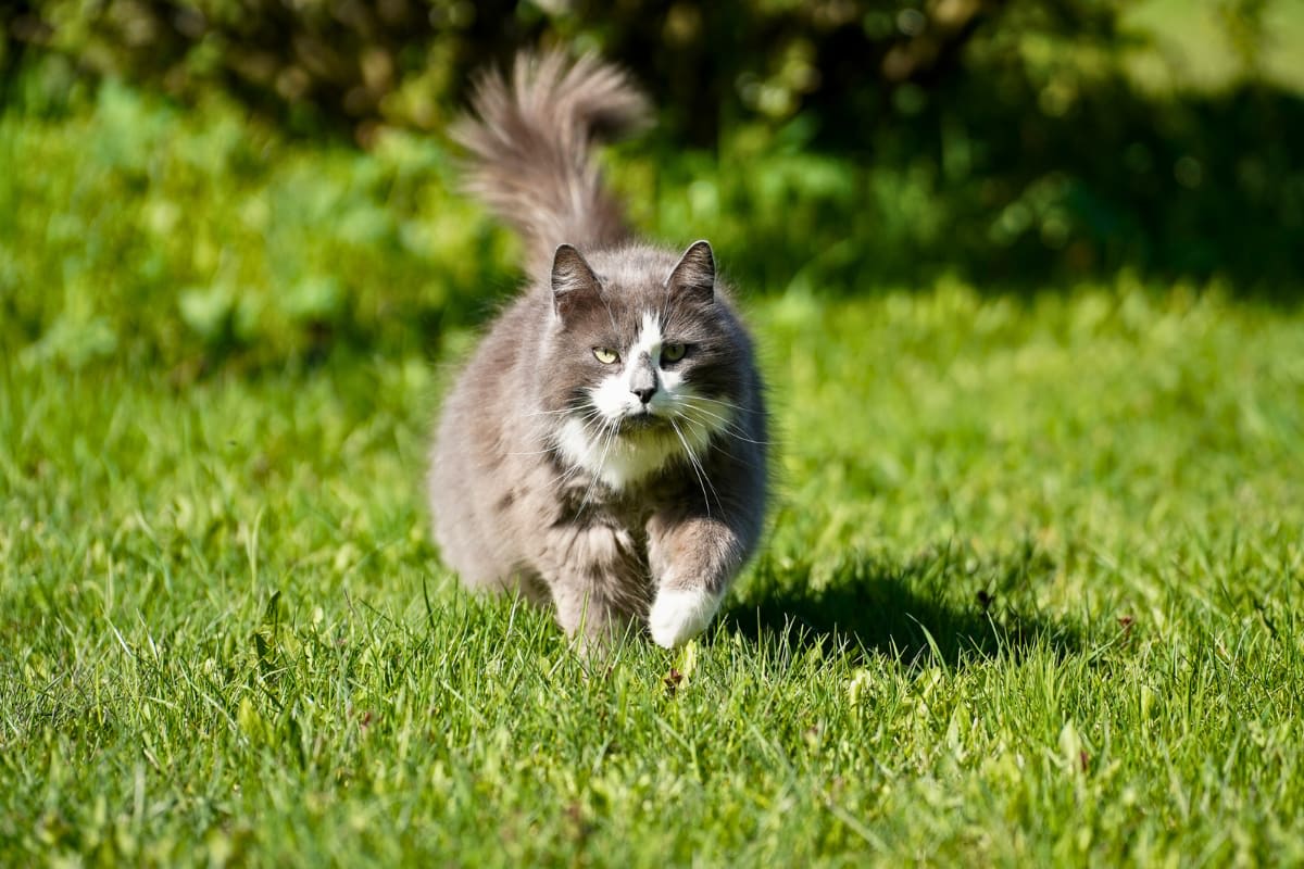 Why Norwegian Forest Cats Make the Best Family Pets