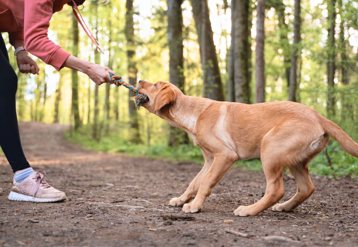 Personalized Behavior Checkup Foundational Skills Private Dog personalized-behavior-checkup-foundational-skills-private-dog