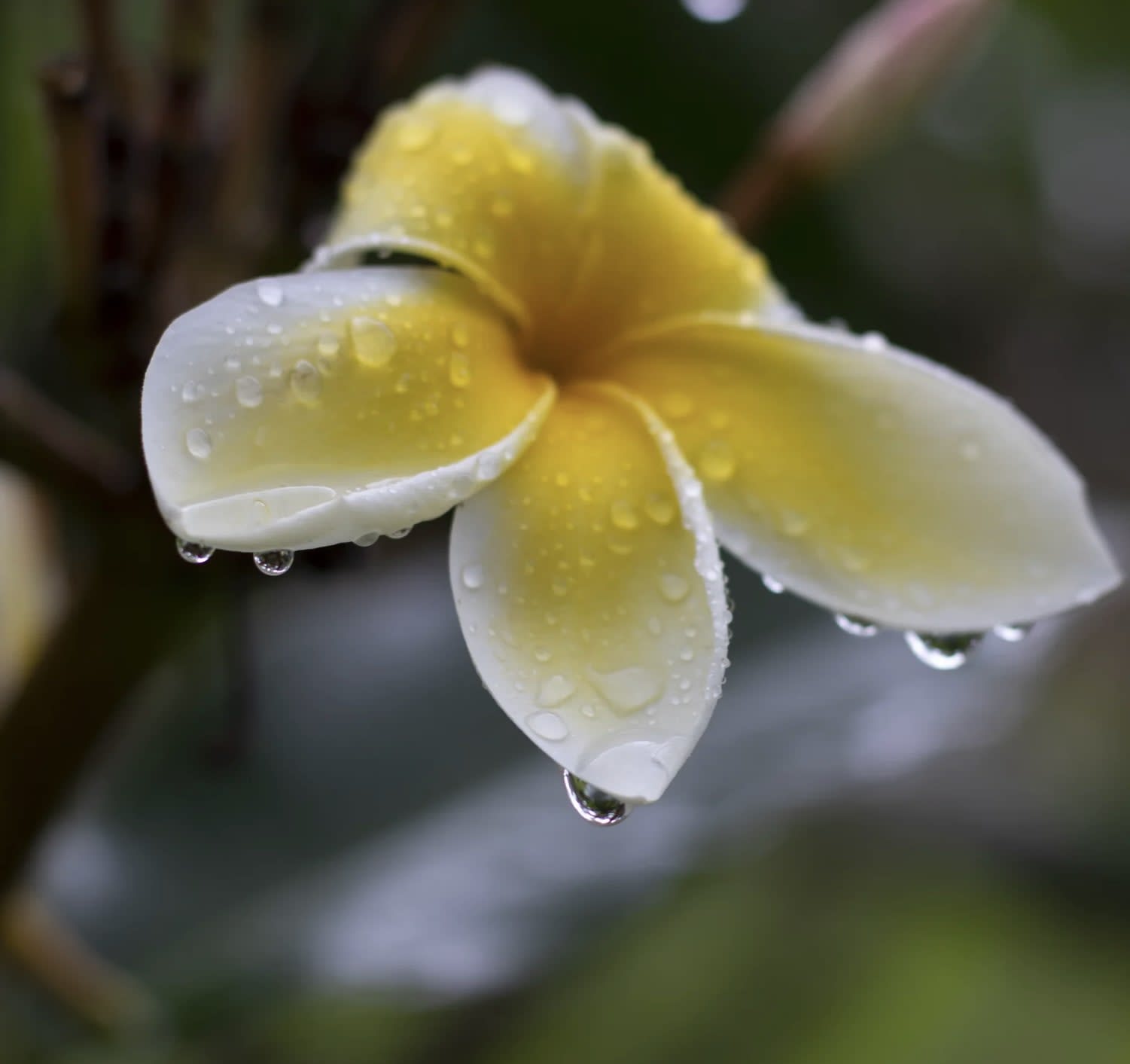 Aloha KC Day Spa