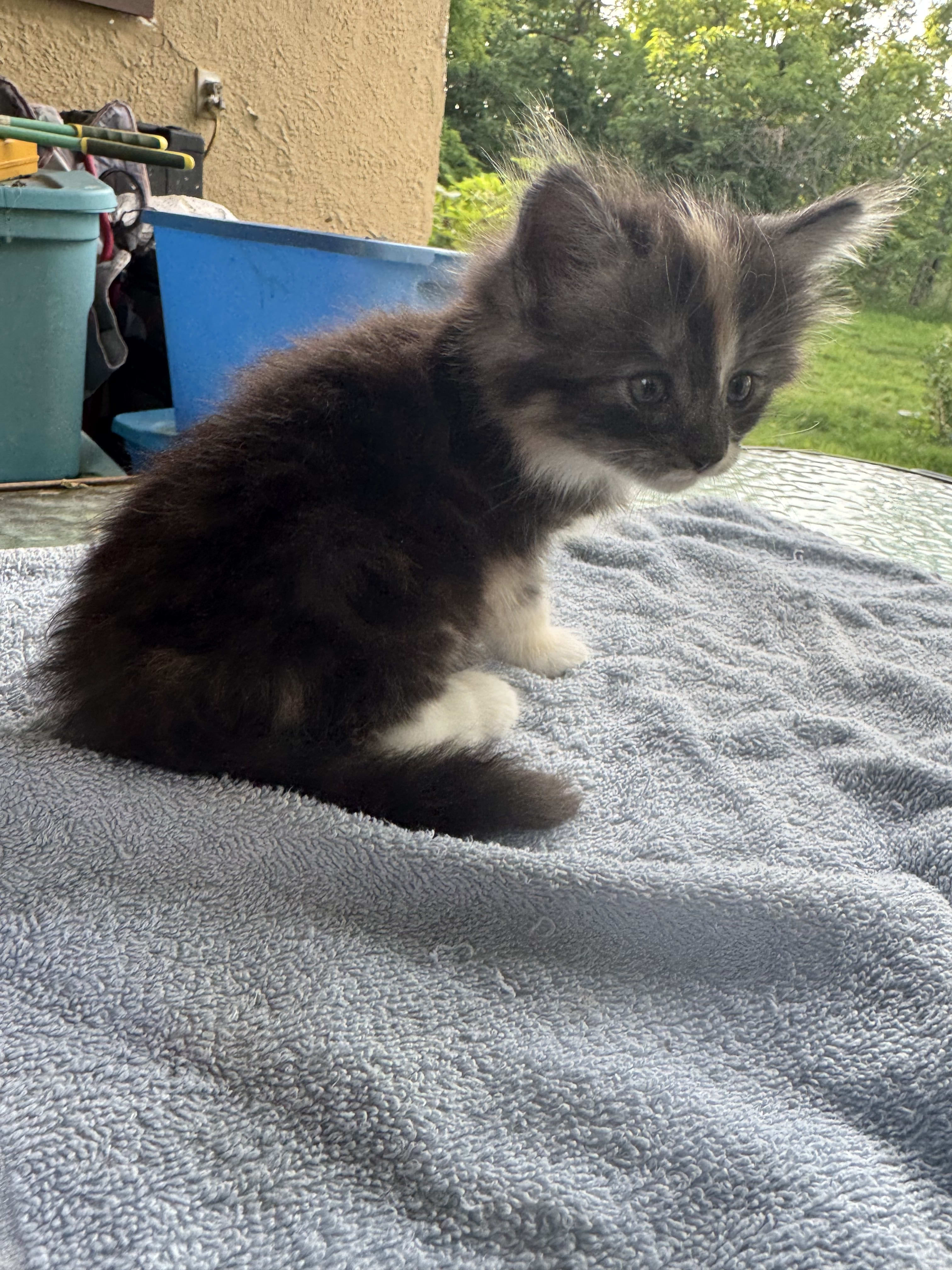 Mystic Realm Norwegian Forest Cats - Cattery - Rising Star, TX, image size:3024x4032