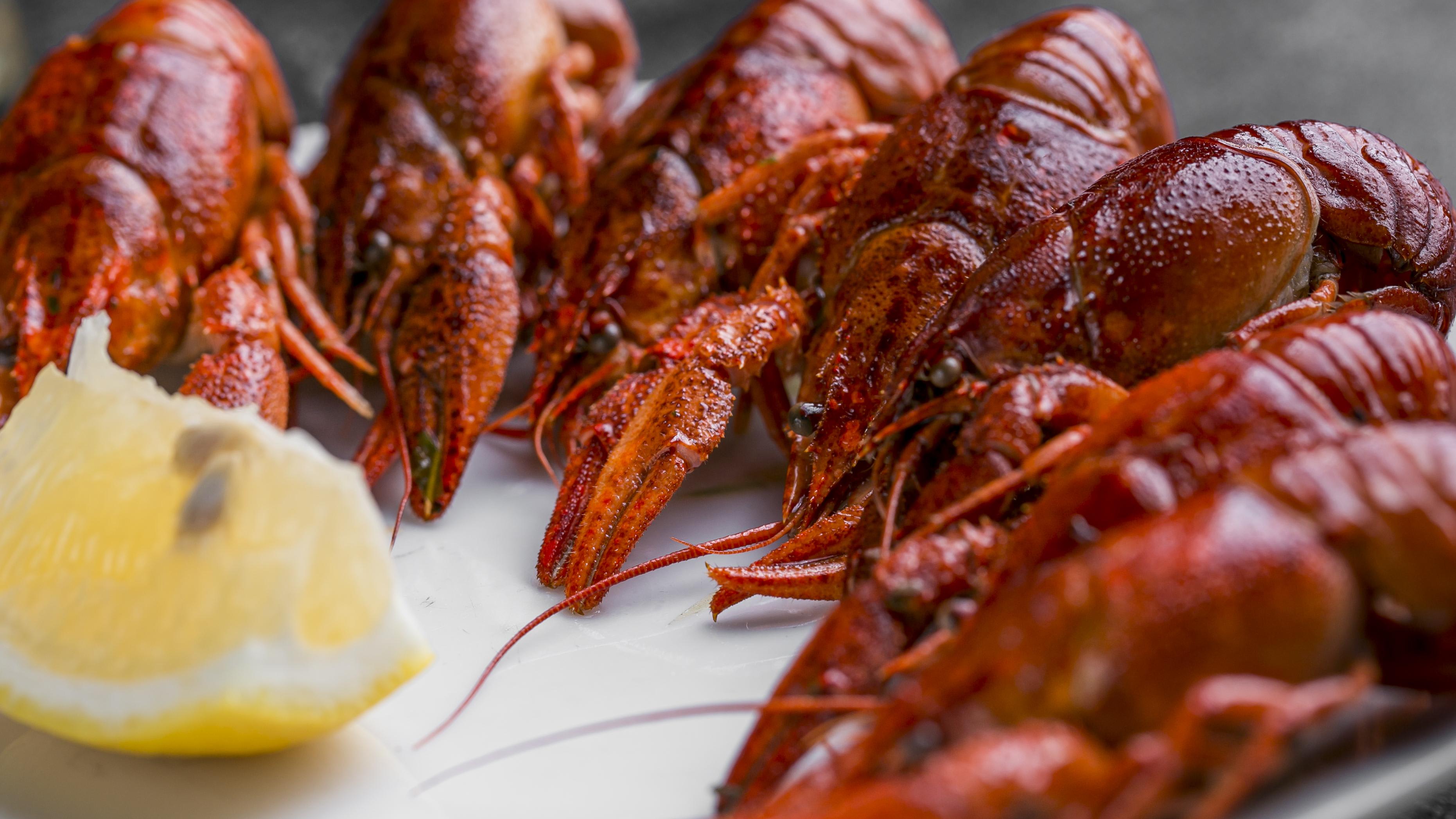 Tails From the Bayou website photo