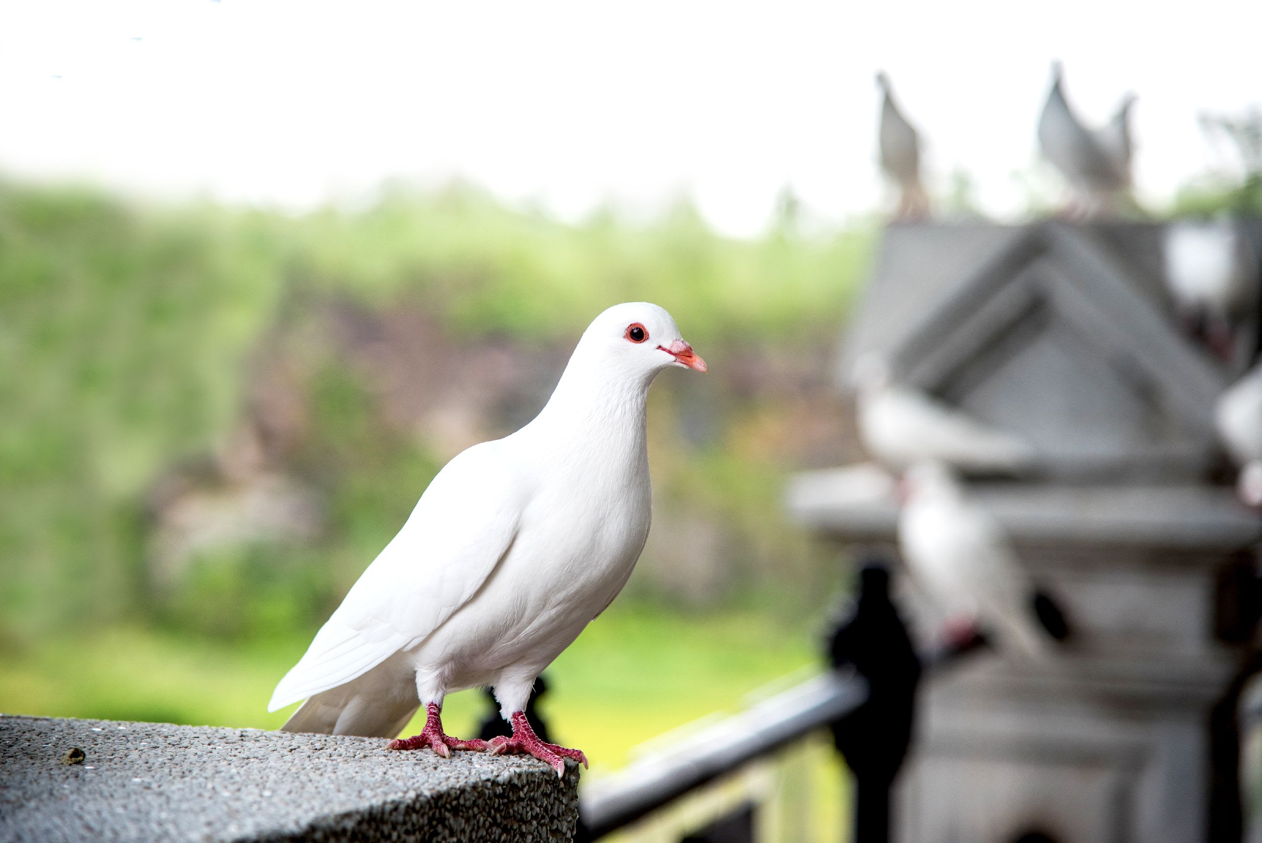 How Can a Peace Dove Release Bring Comfort and Closure?
