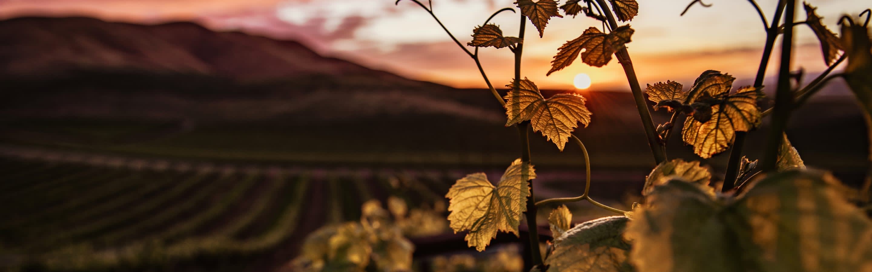 Woods Bay Winery hero image