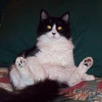 Krazy Kitty Clubhouse