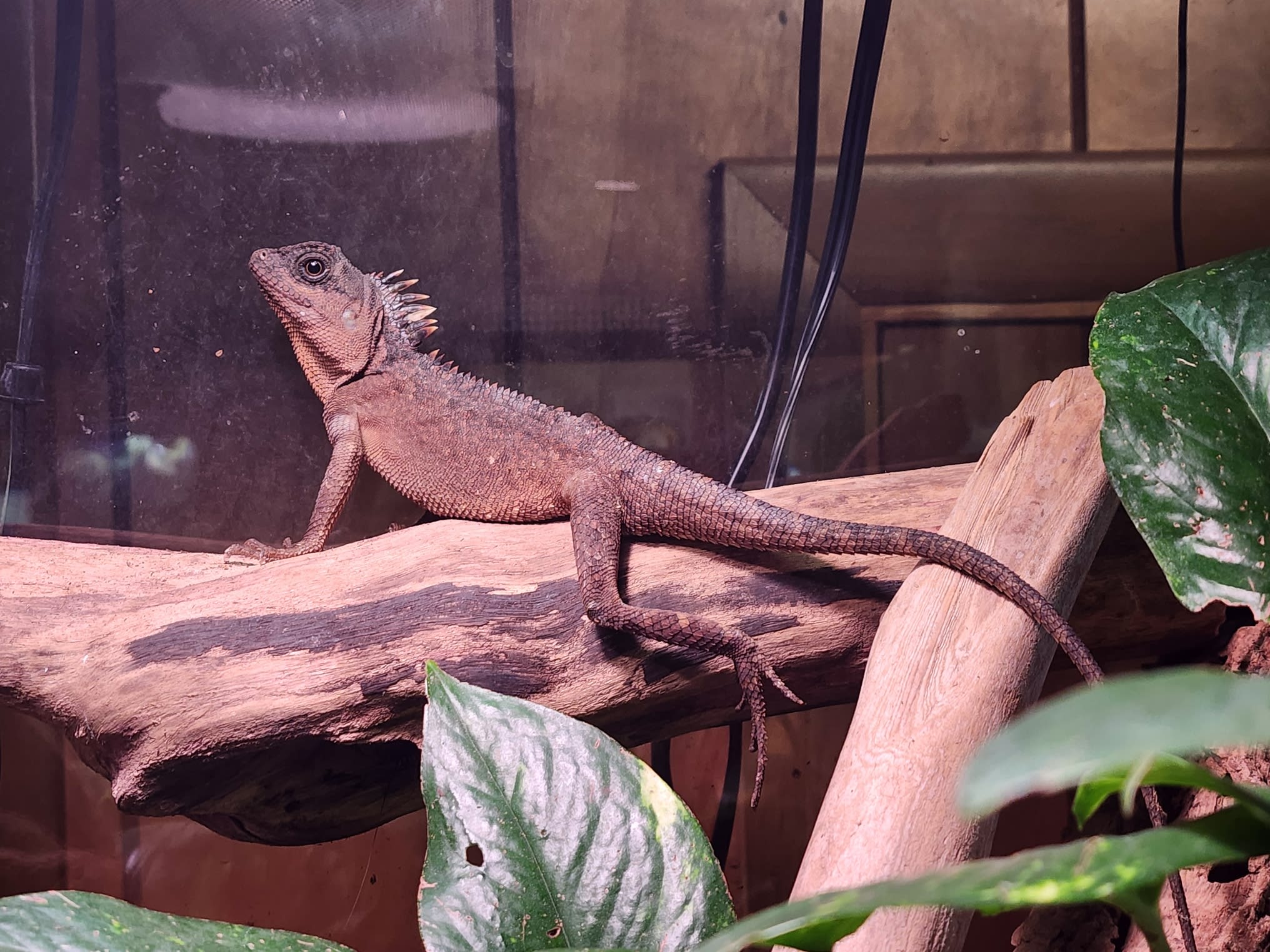 Homestead Exotics - Ethical Reptile Breeder in Westminster, MD