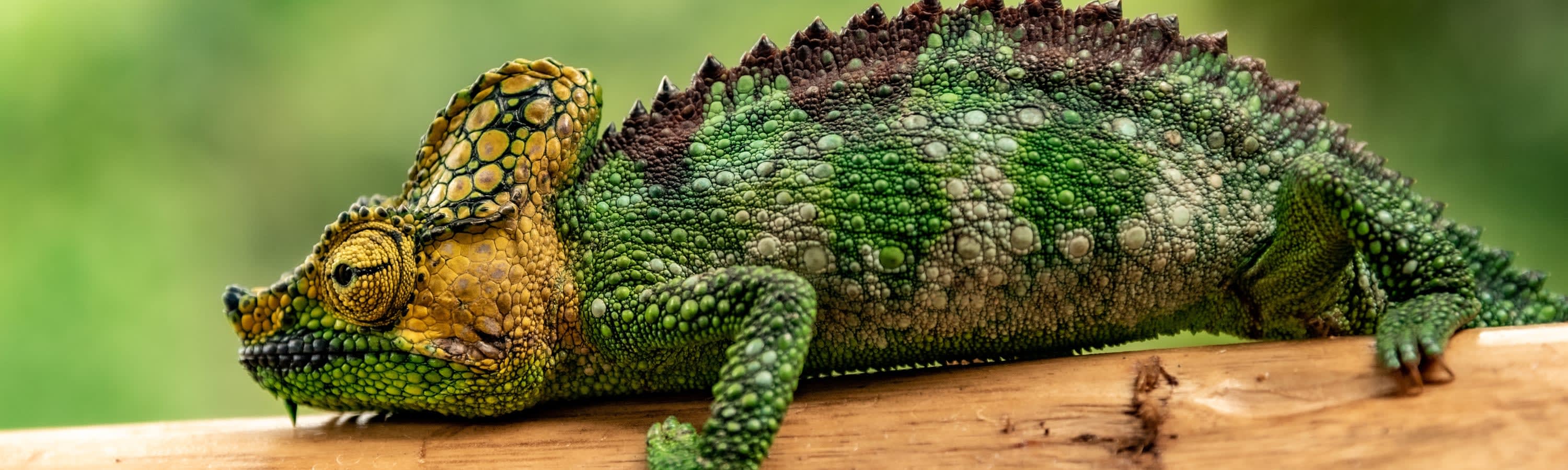 Homestead Exotics - Ethical Reptile Breeder in Westminster, MD