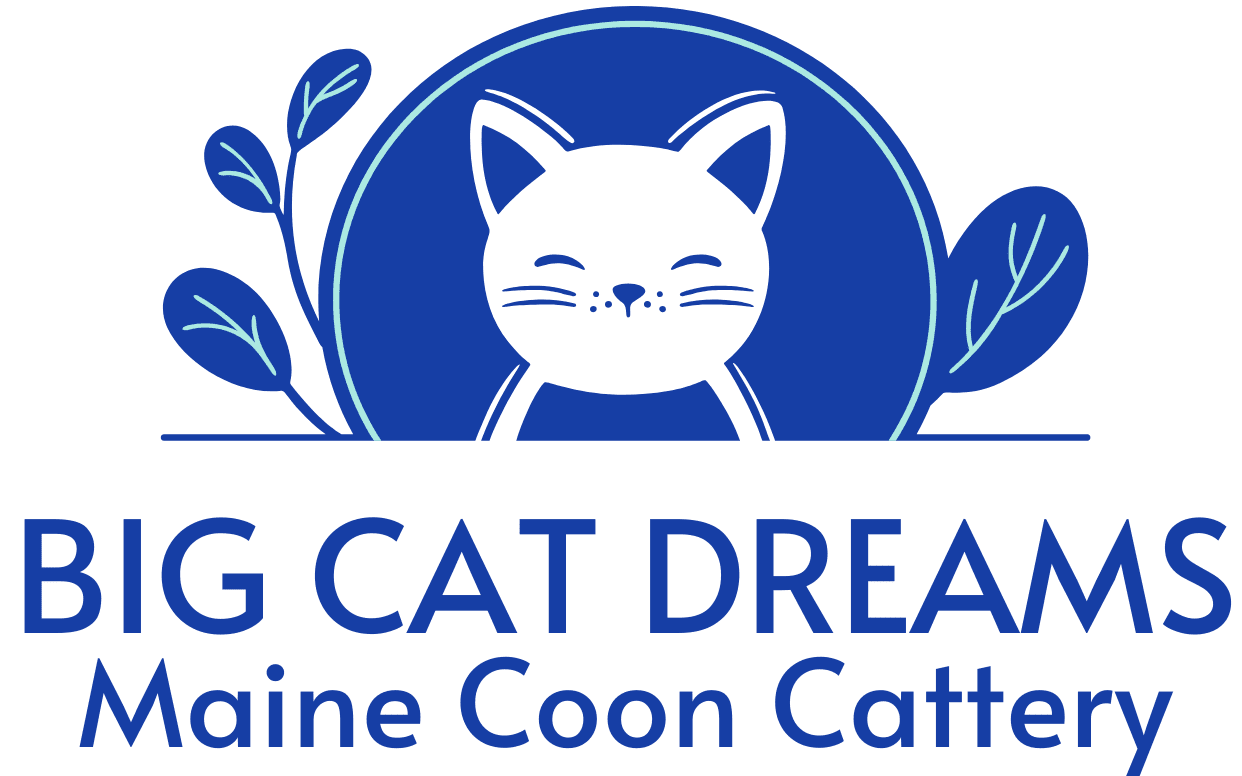 Big Cat Dreams Maine Coon Cattery