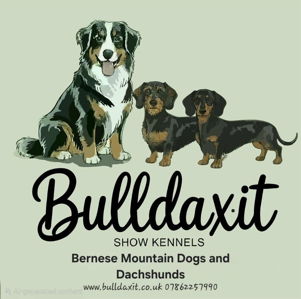 BullDaxit Dachshunds & Bernese Mountain Dogs