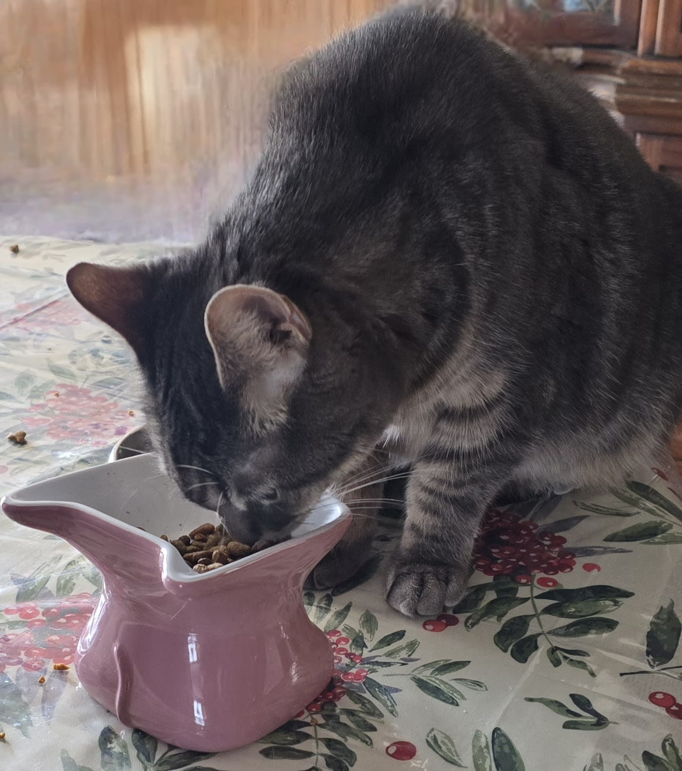 Switching Your Cat's Food