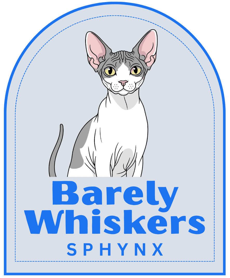 Barely Whiskers Sphynx