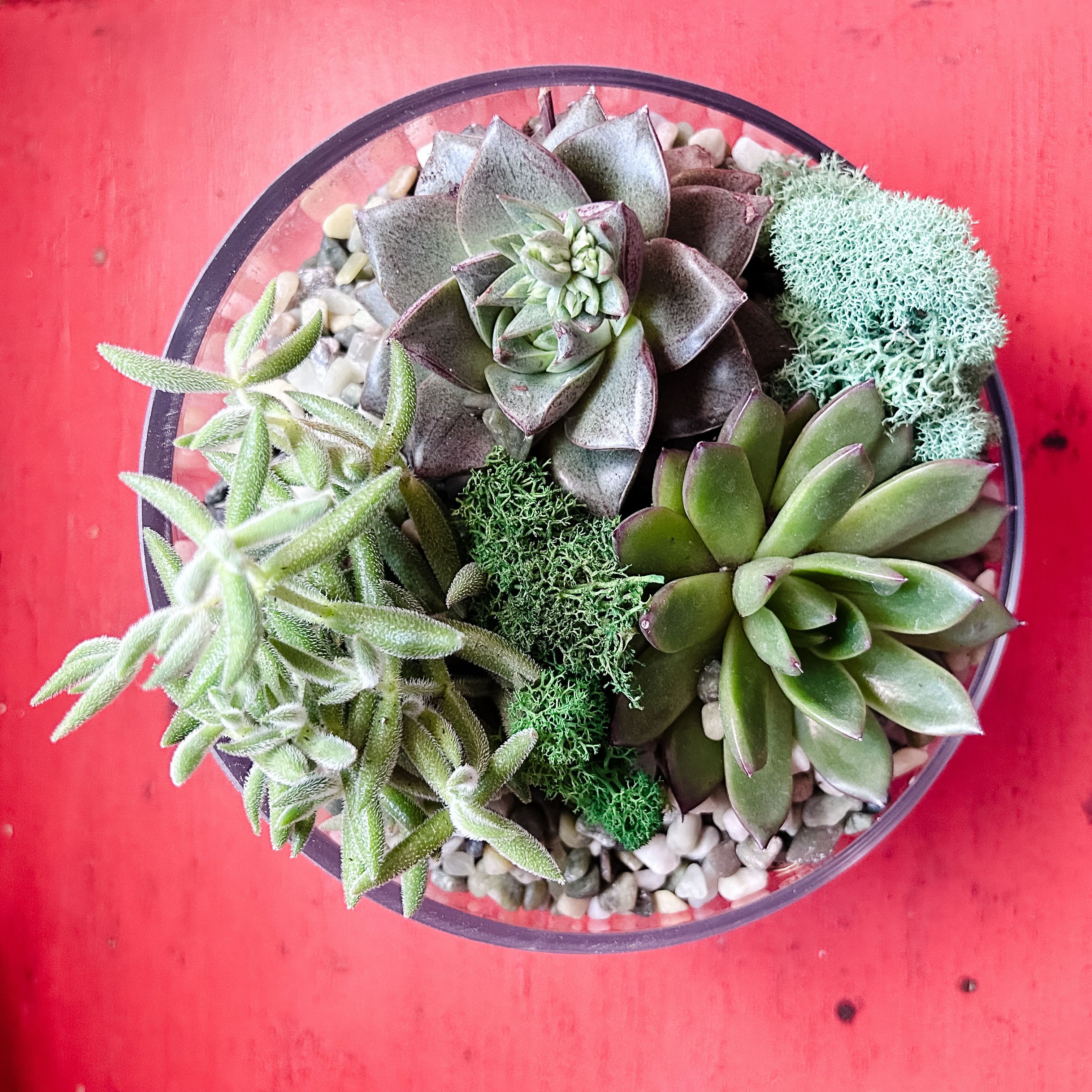 Open Terrarium Plant Crafting - Plant Crafting Experiences - Scents and  Succulents | Home and Garden Dcor & Plants Store | Dallas